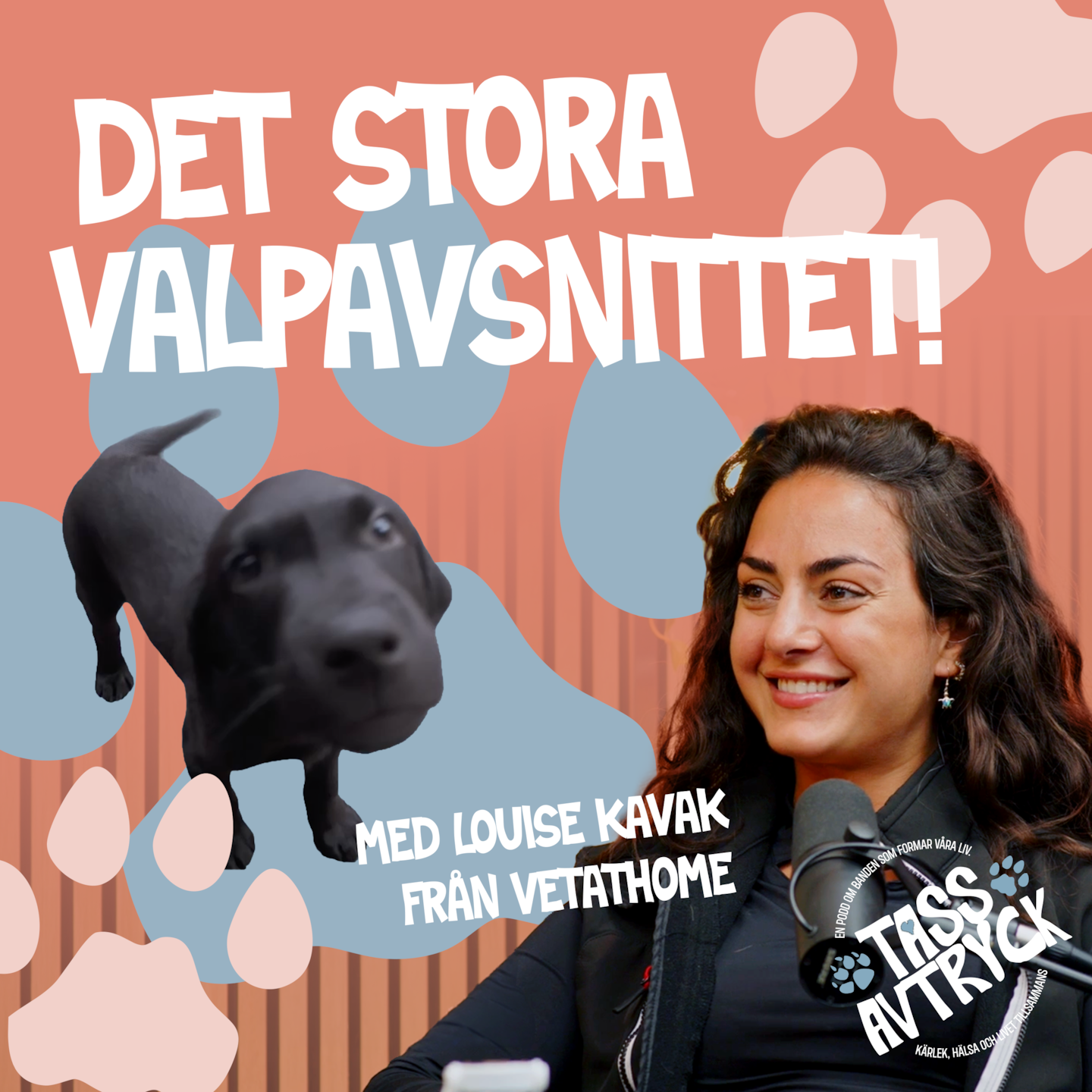 Annons från VAFO: Det stora valpavsnittet - med veterinären Louise Kavak episode artwork