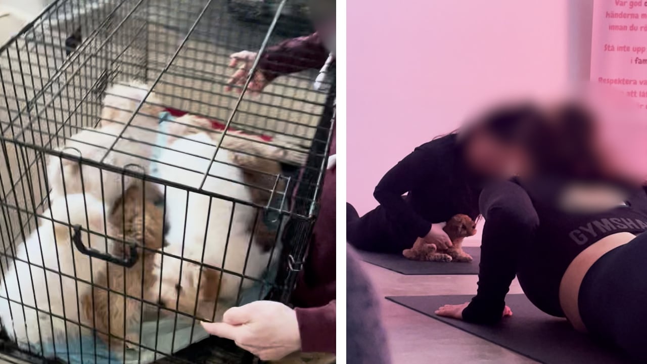 Veterinärens larm om fluffiga träningstrenden: ”Kan vara farligt för valparna”