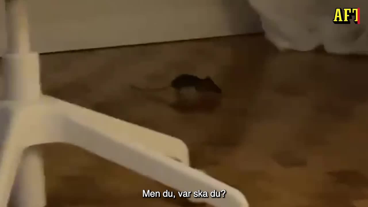 Här fångas tjuven på bar gärning – husmus var napptjuv