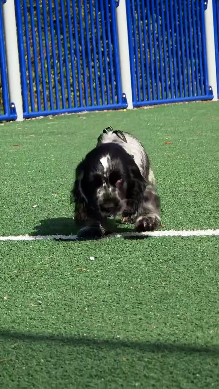 Hunden Gösta har narkolepsi: ”Sover igenom hela äventyret” - Aftonbladet TV