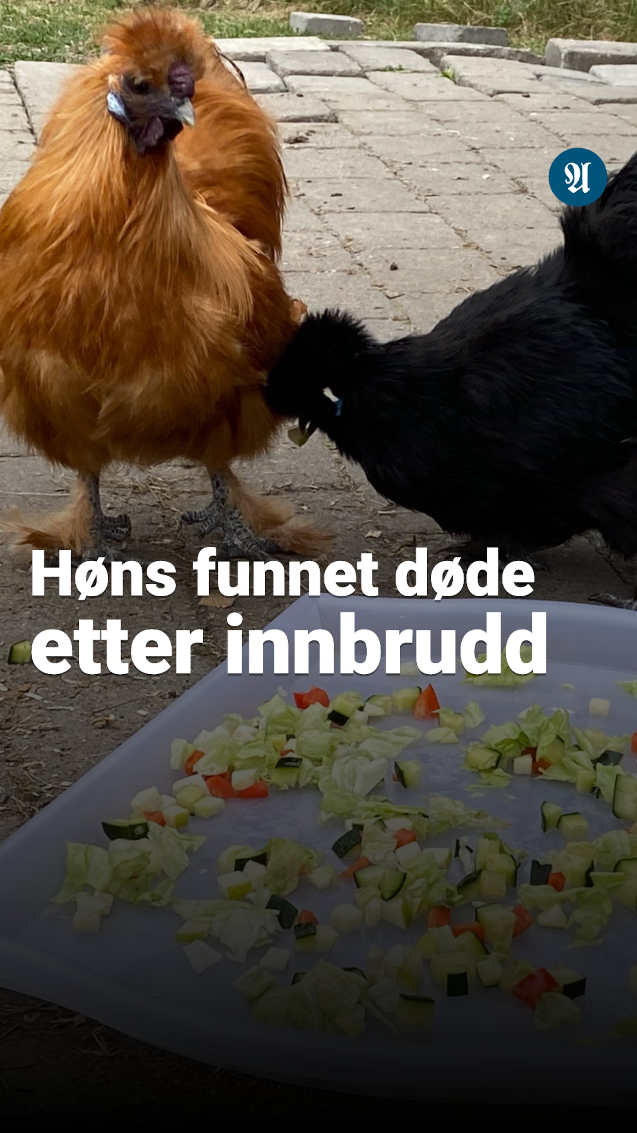 Høns funnet døde