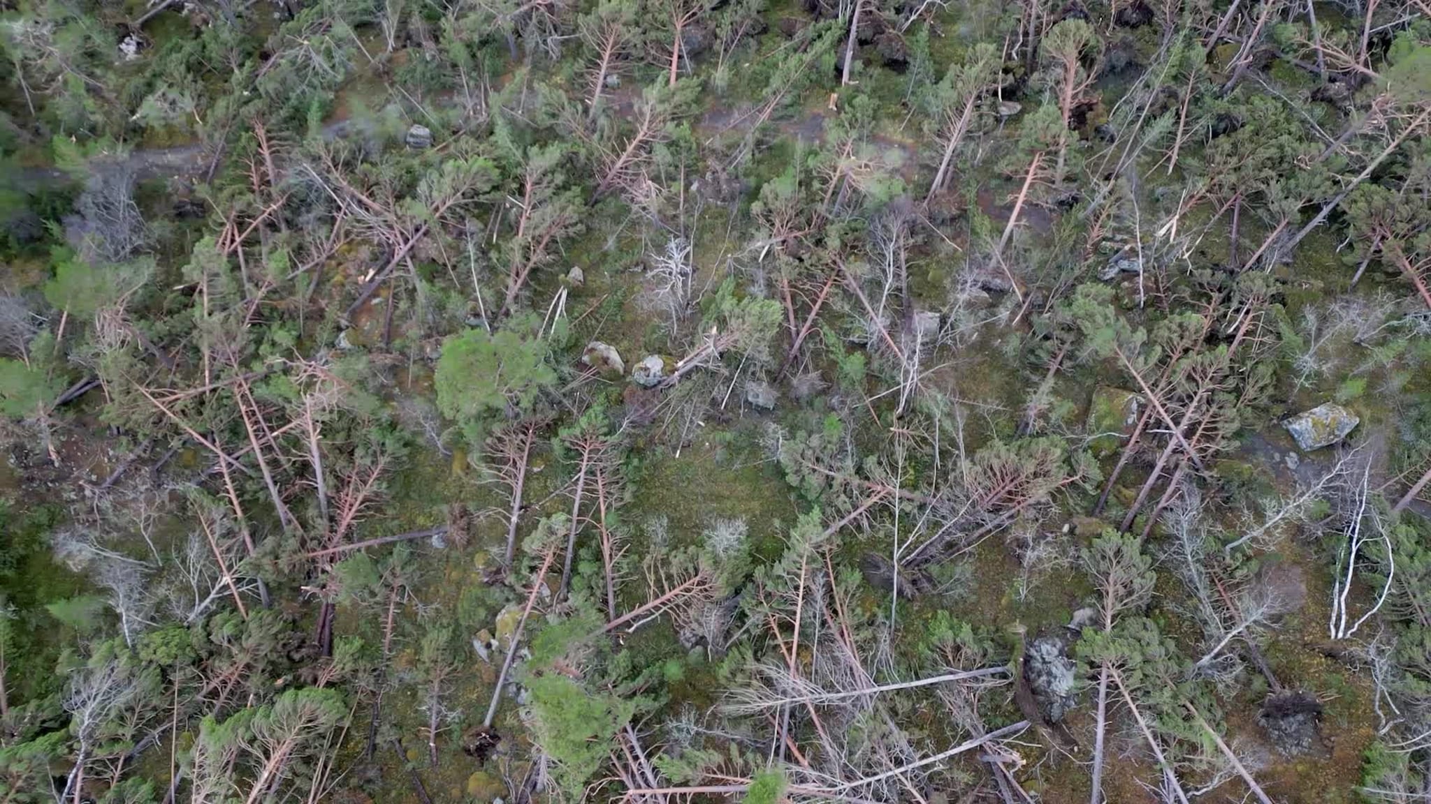 Oppdal_skog