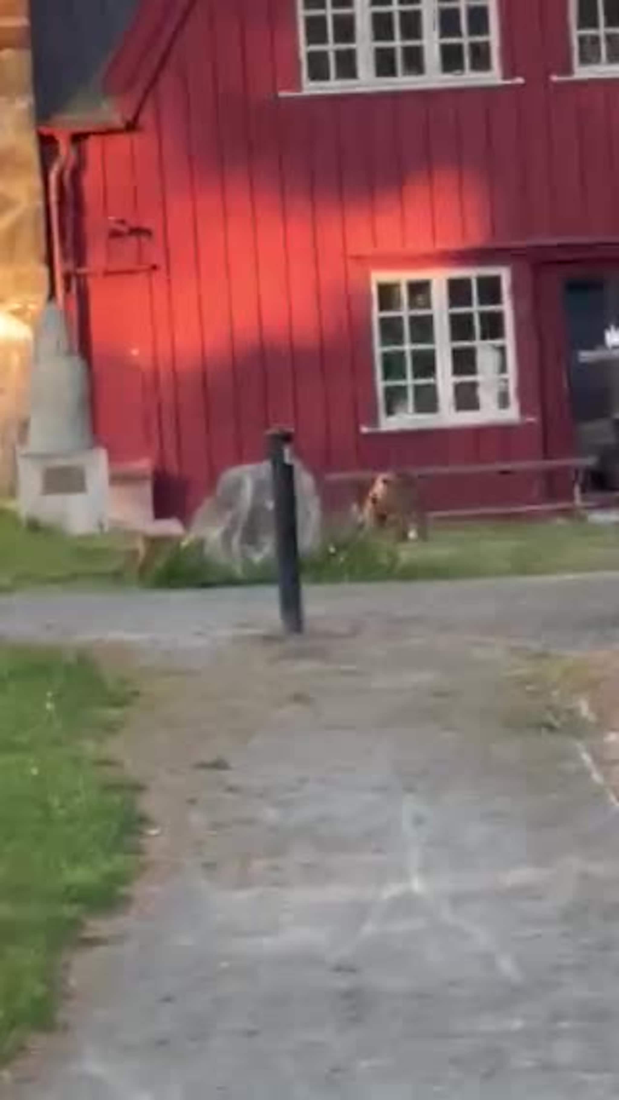 Rev leker seg i byen