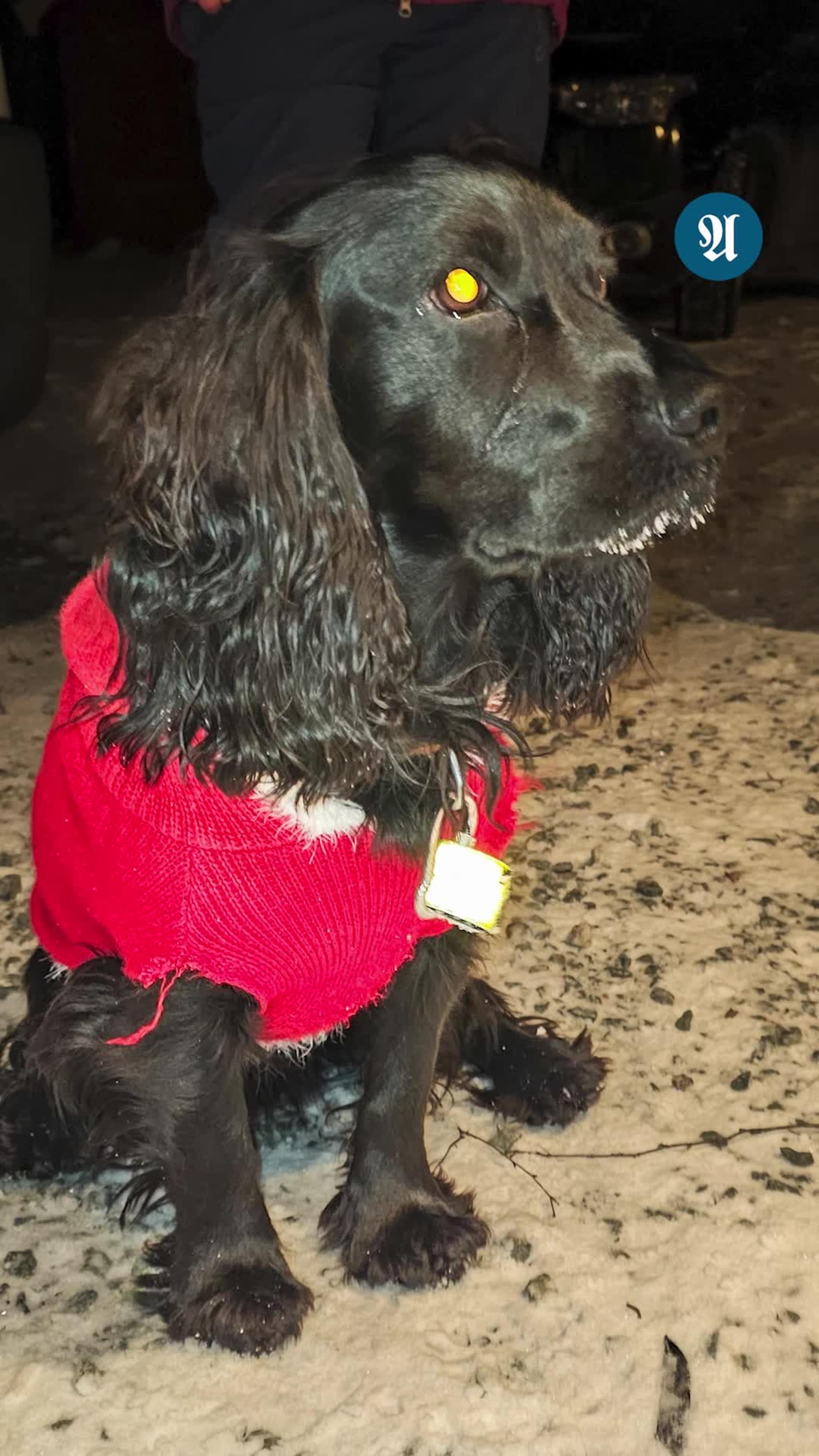 Hunden Miro dro på damejakt i nissedrakt