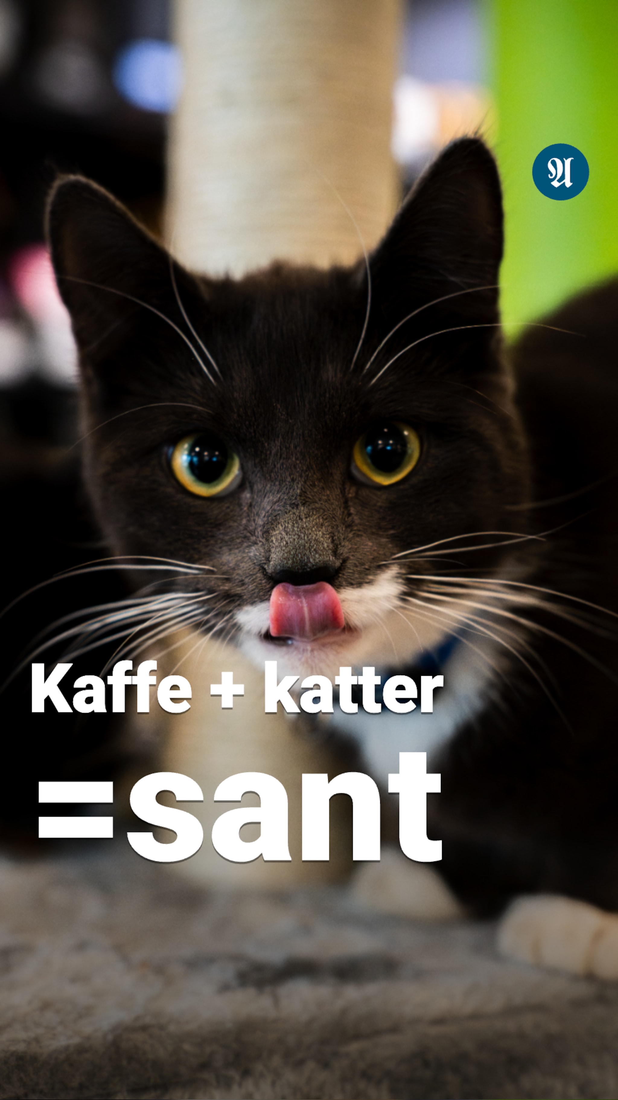 Her kan du ta kaffen med en katt på fanget