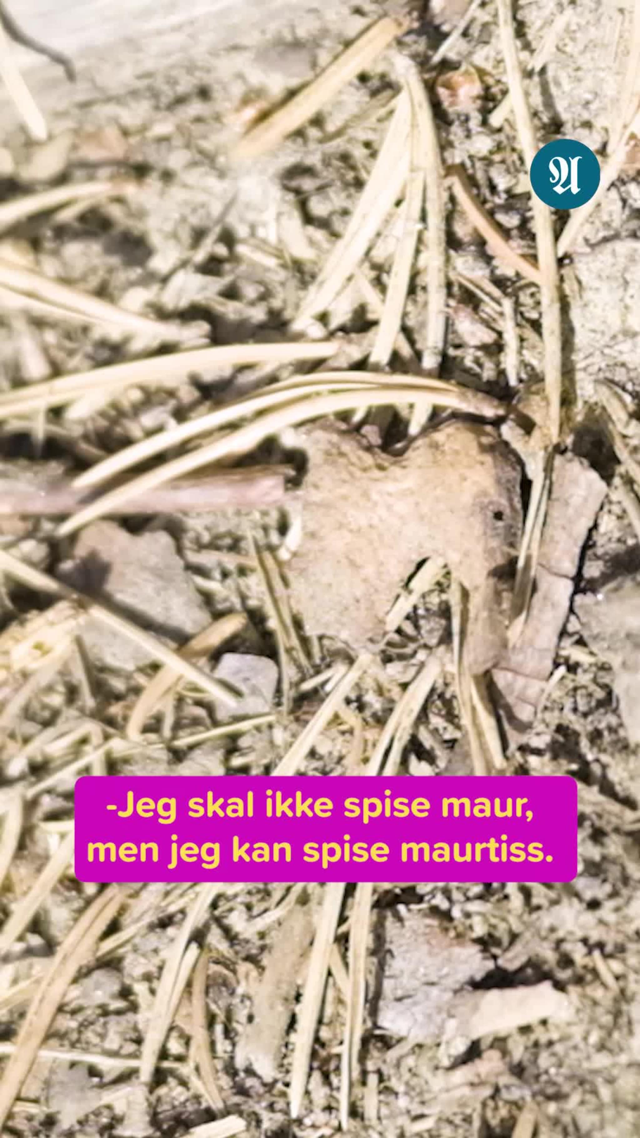 Vil Erika Norwich overleve den trønderske villmarka?