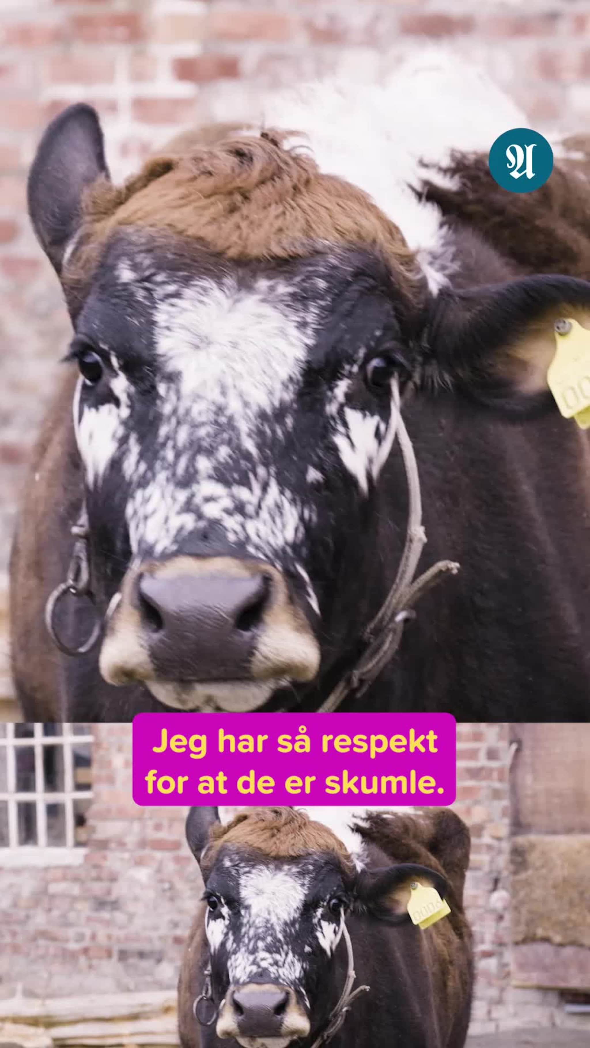 - Jeg tror jeg ødela hele åkeren