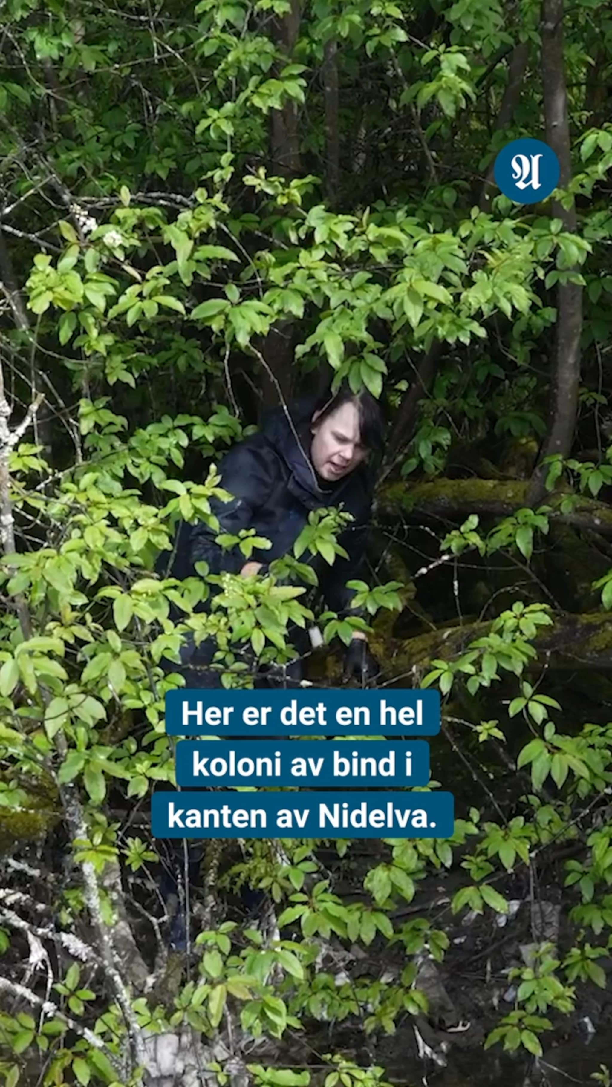 Adresseavisen avslører: Slik ser det ut der kloakken slippes ut i Nidelva