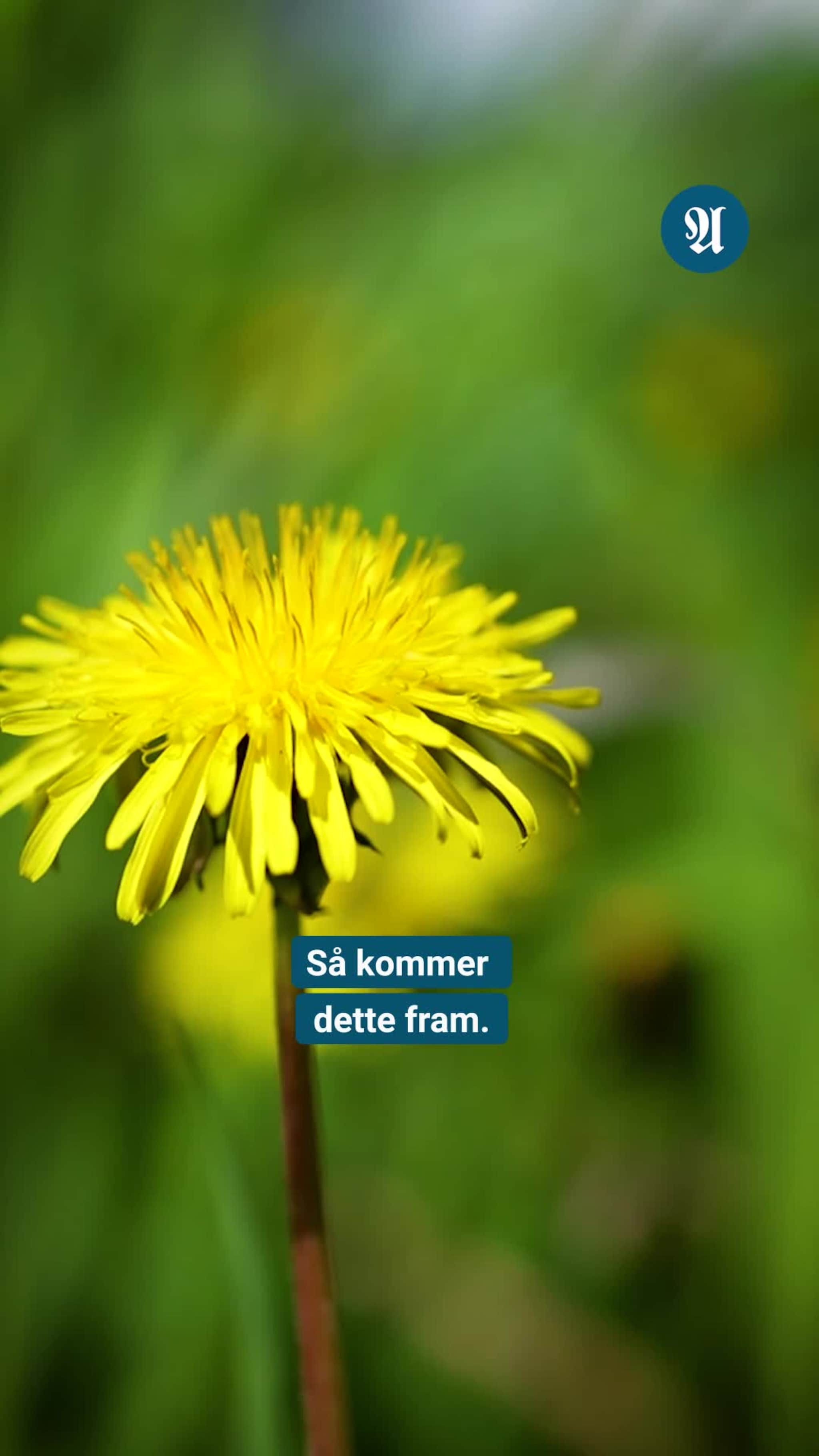 Snakker for at de tøffe damene på Frosta ikke skal bli glemt