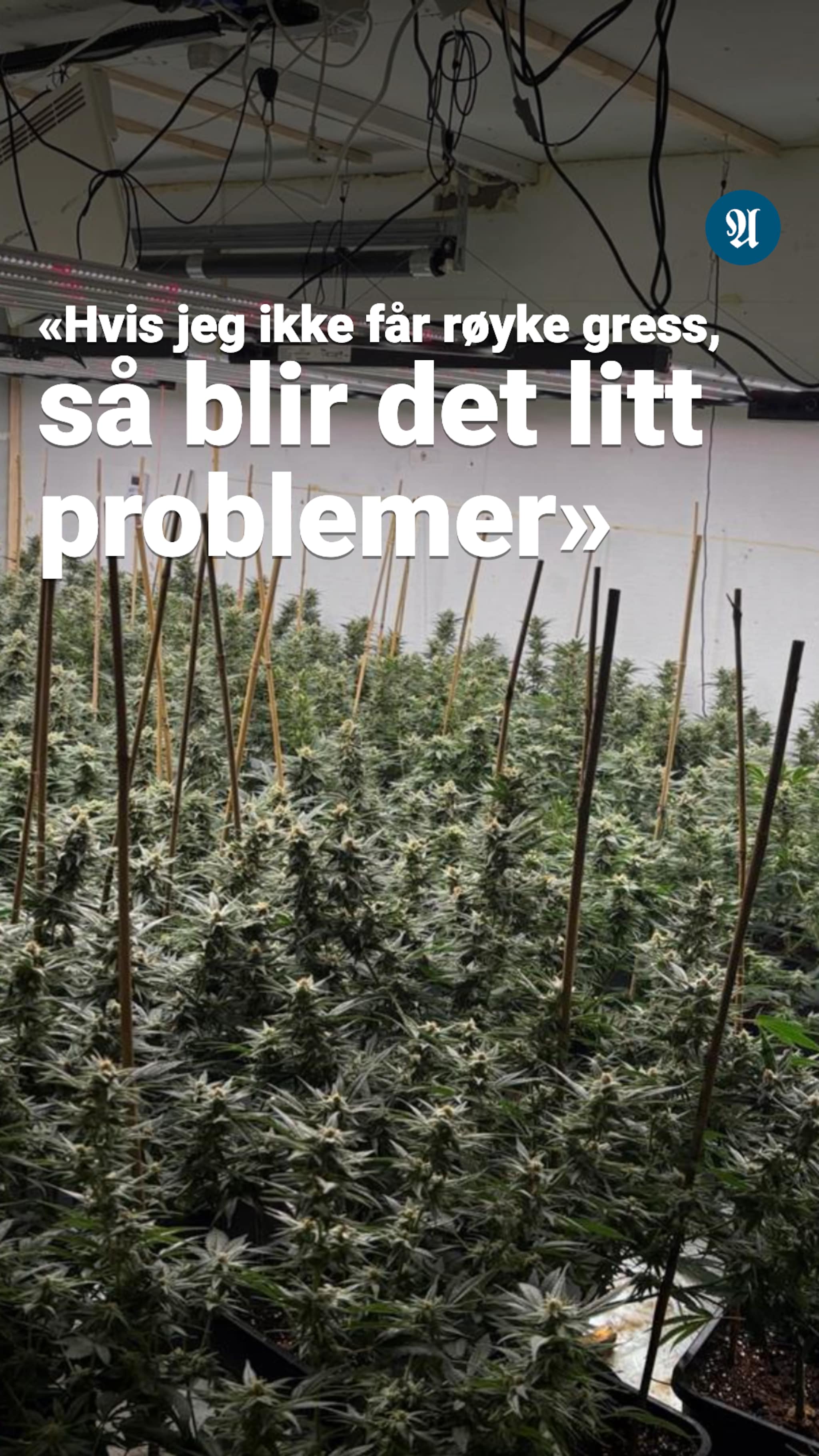 - Hvis jeg ikke får røyke gress, så blir det litt problemer