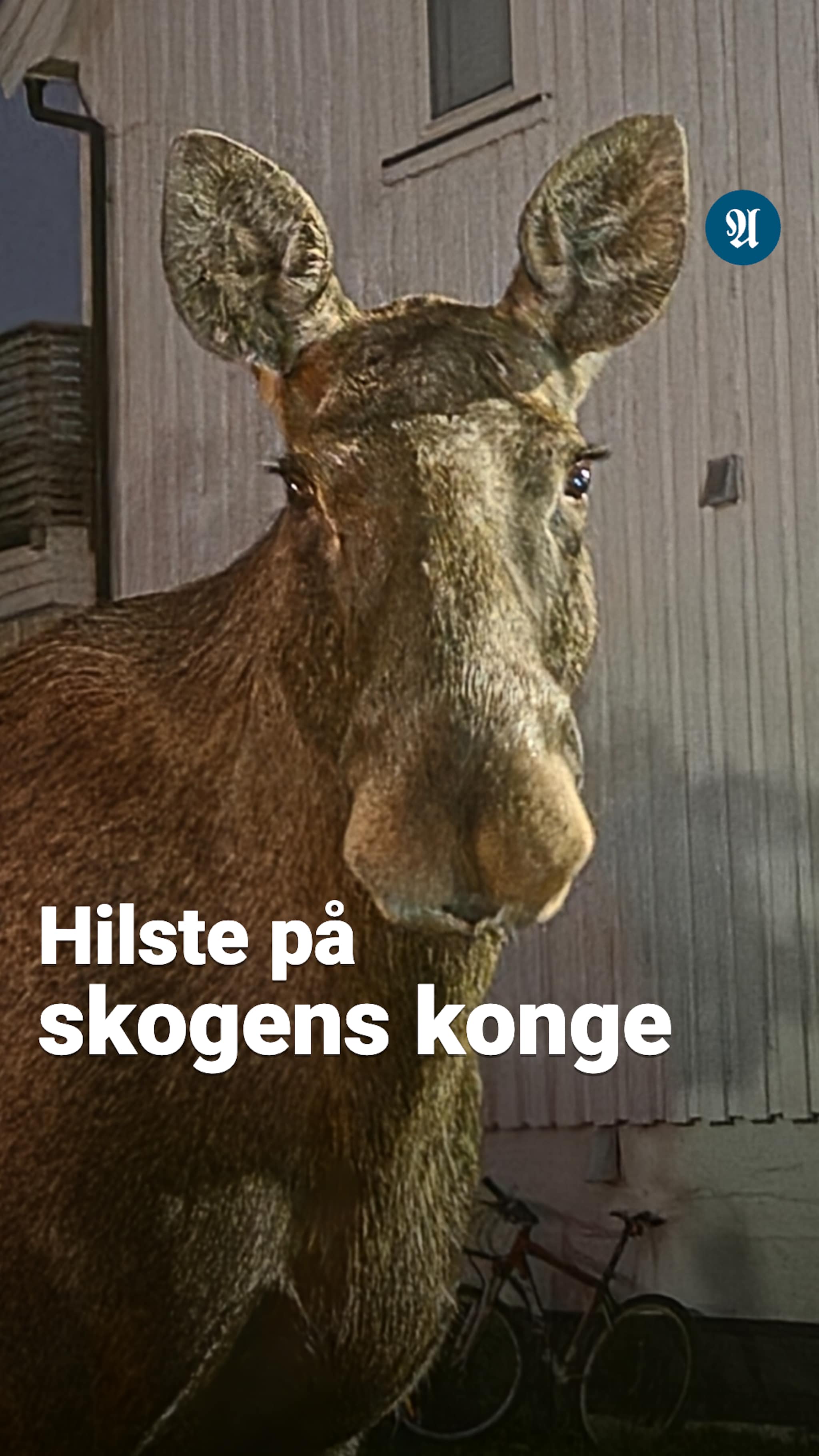 Her hilser Bjørn på elg i Trondheim