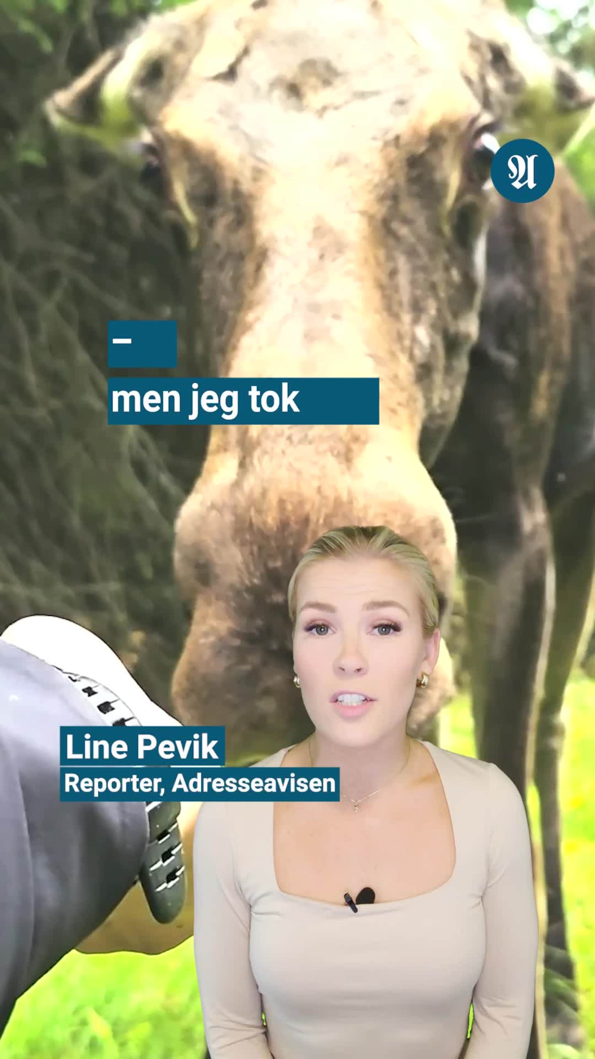 Fikk nærmøte med elg på video