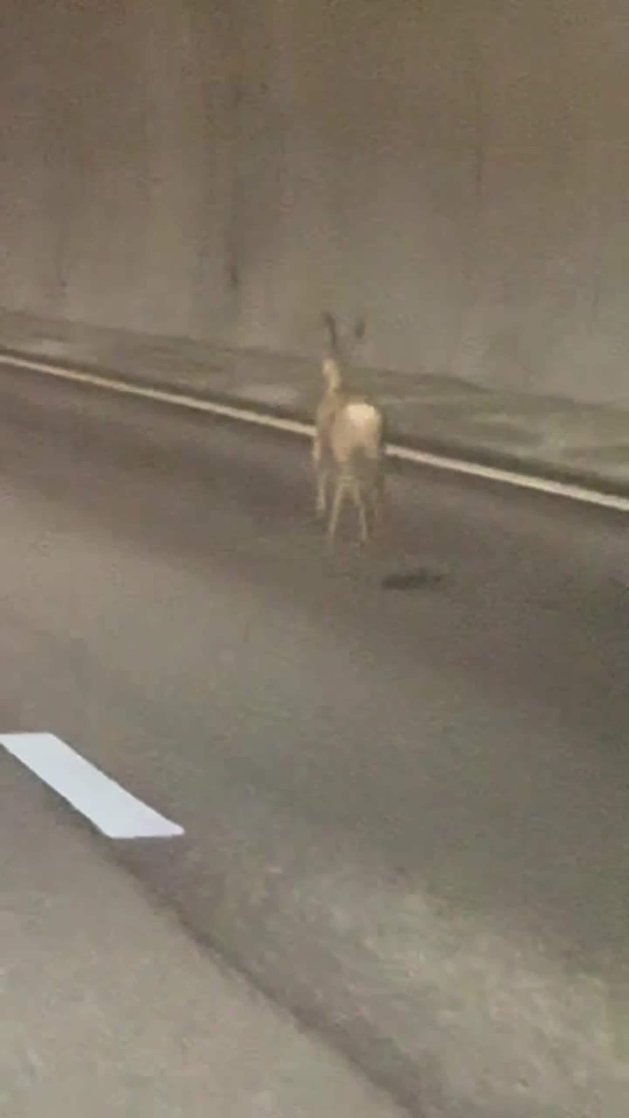 Her løper rådyret på E18