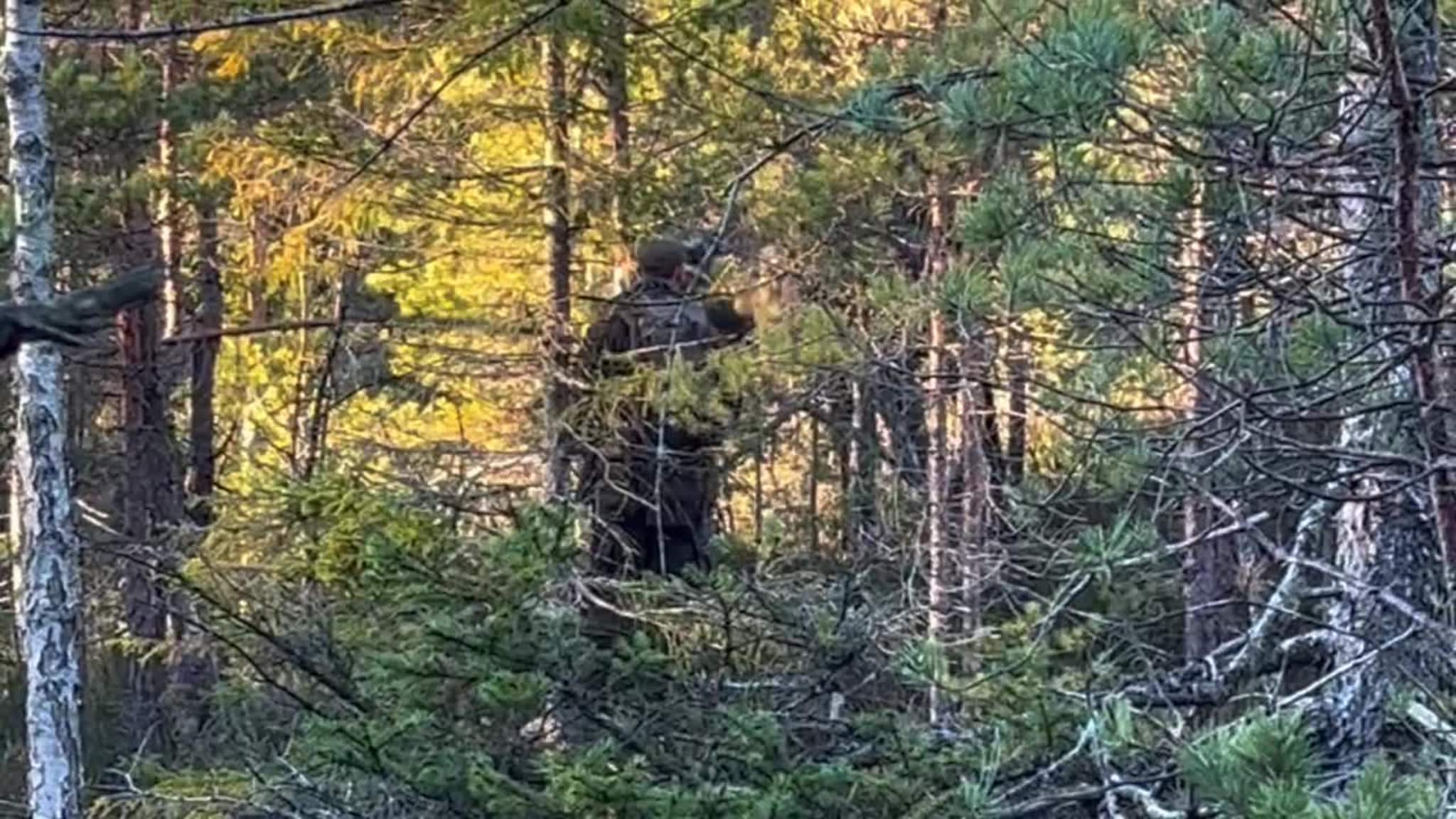 Elgku går til anrep