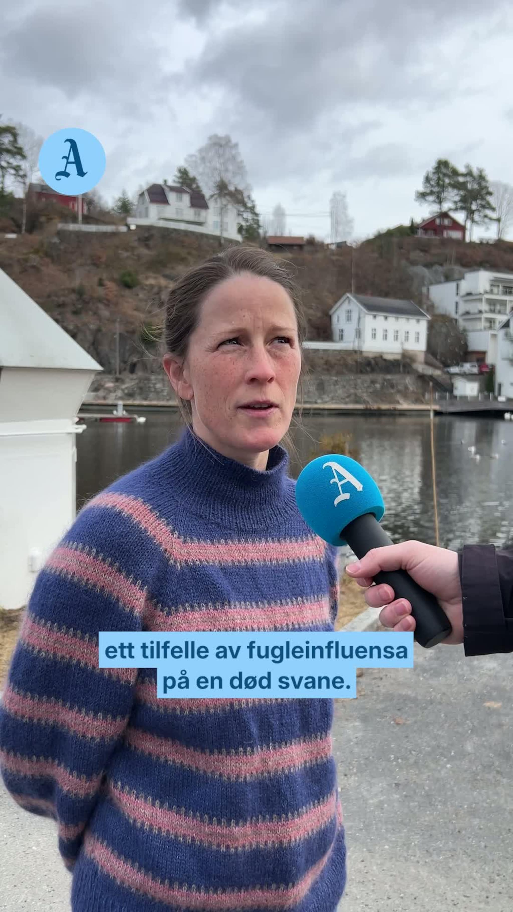 Her skyter de syke fugler