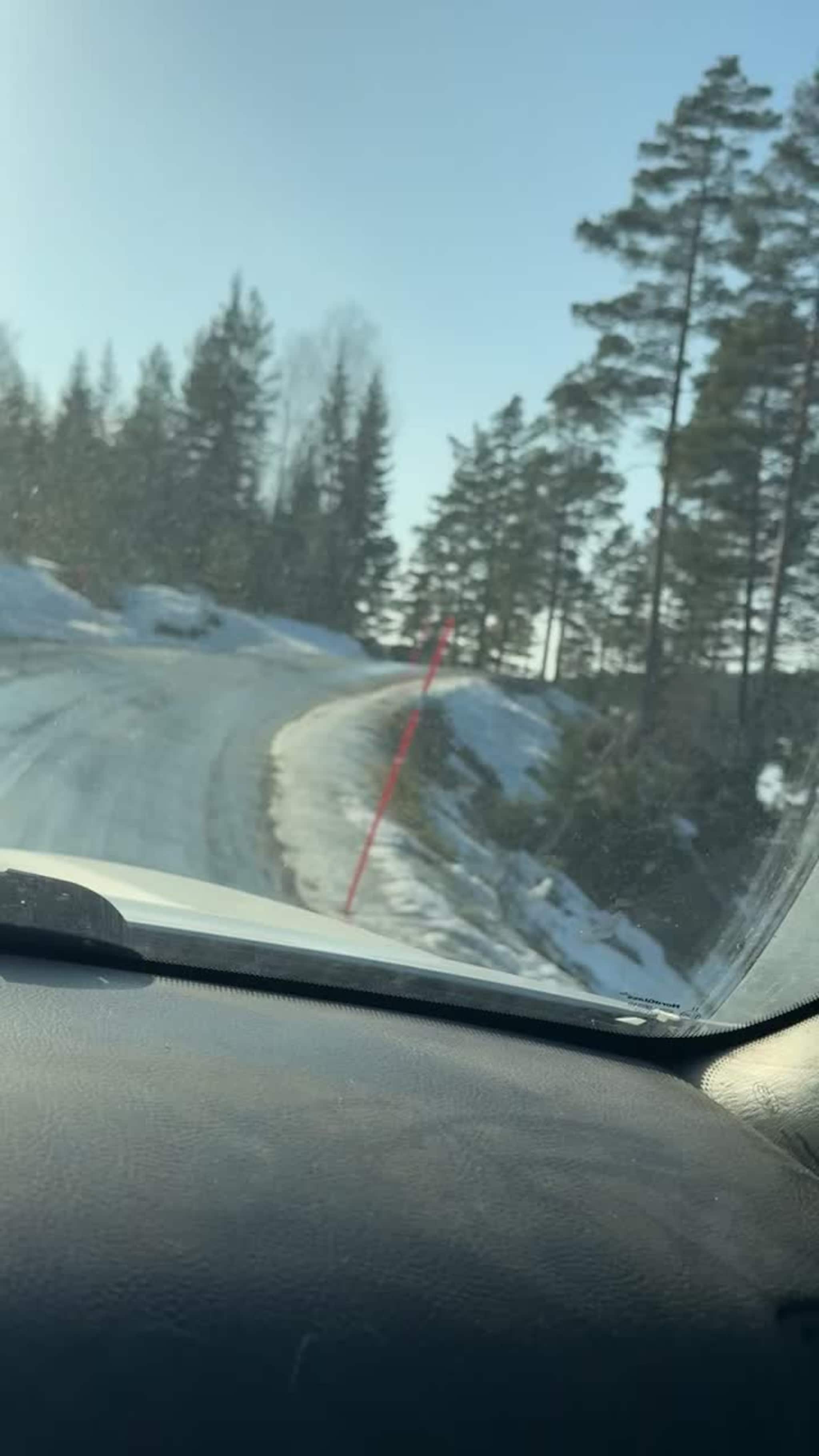 Elg sklir på isen