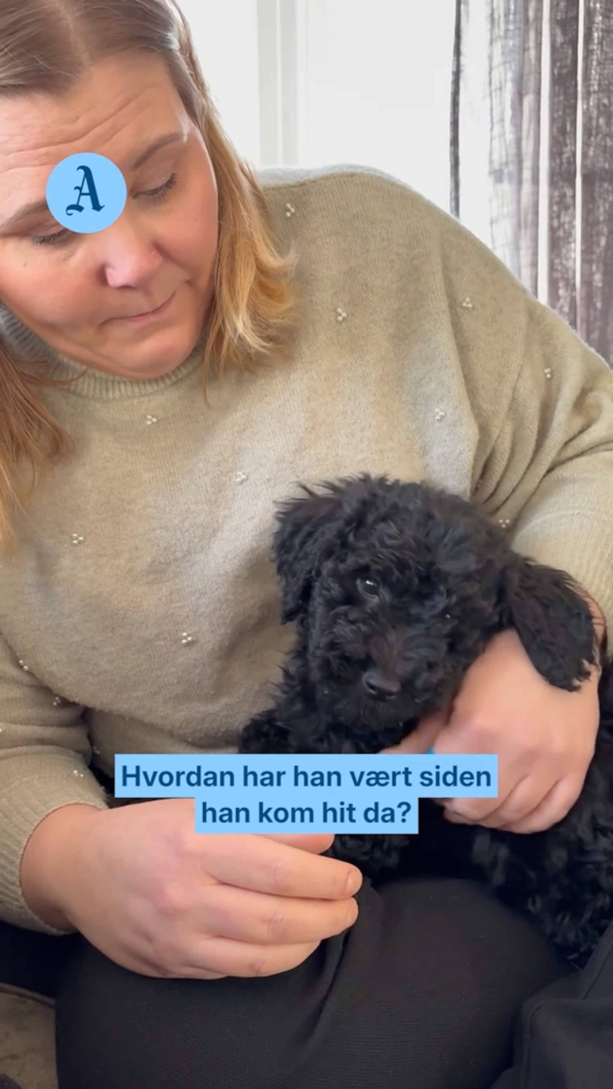 Opplevde alle hundeeieres mareritt