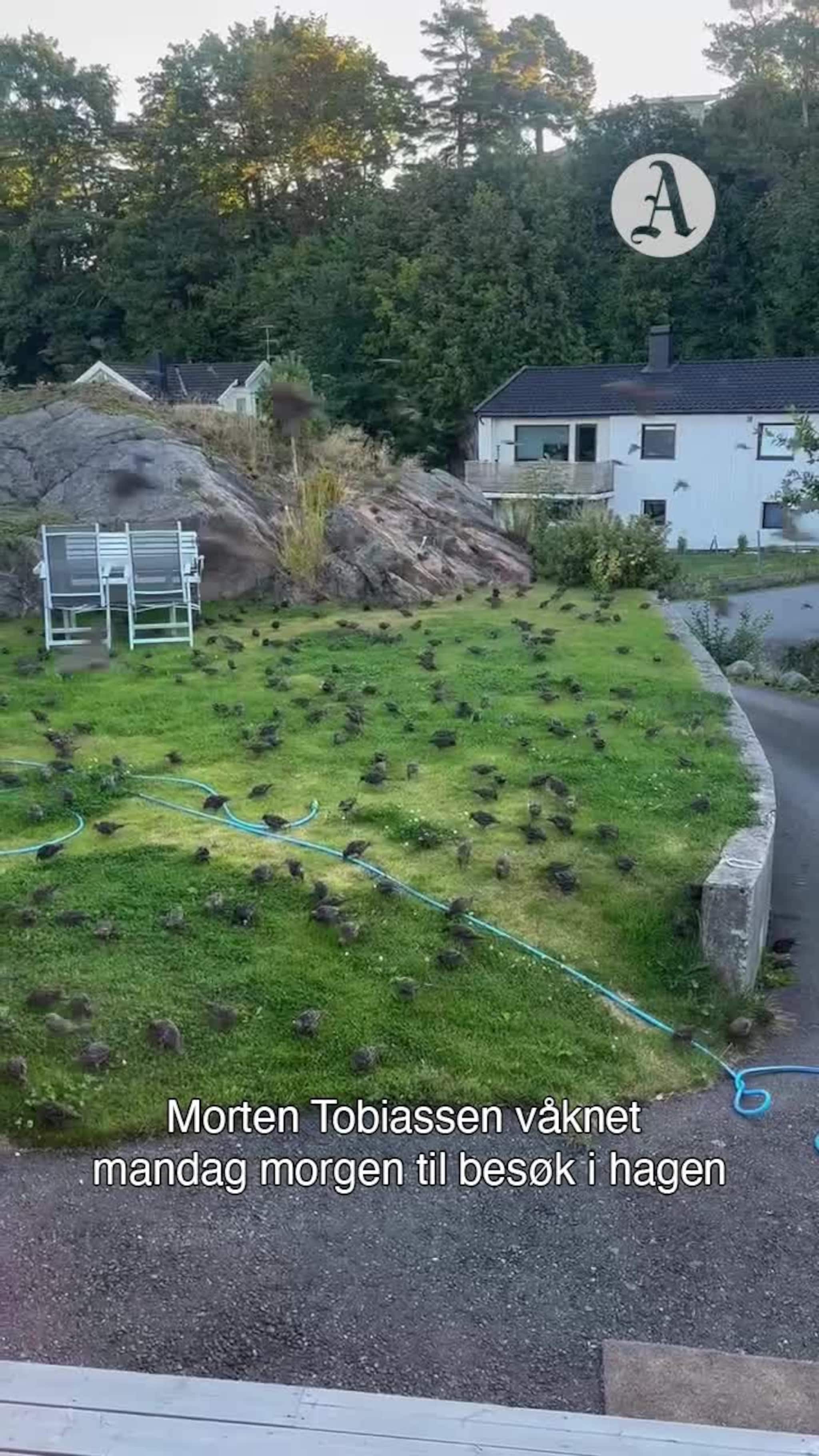 Fugler i hagen