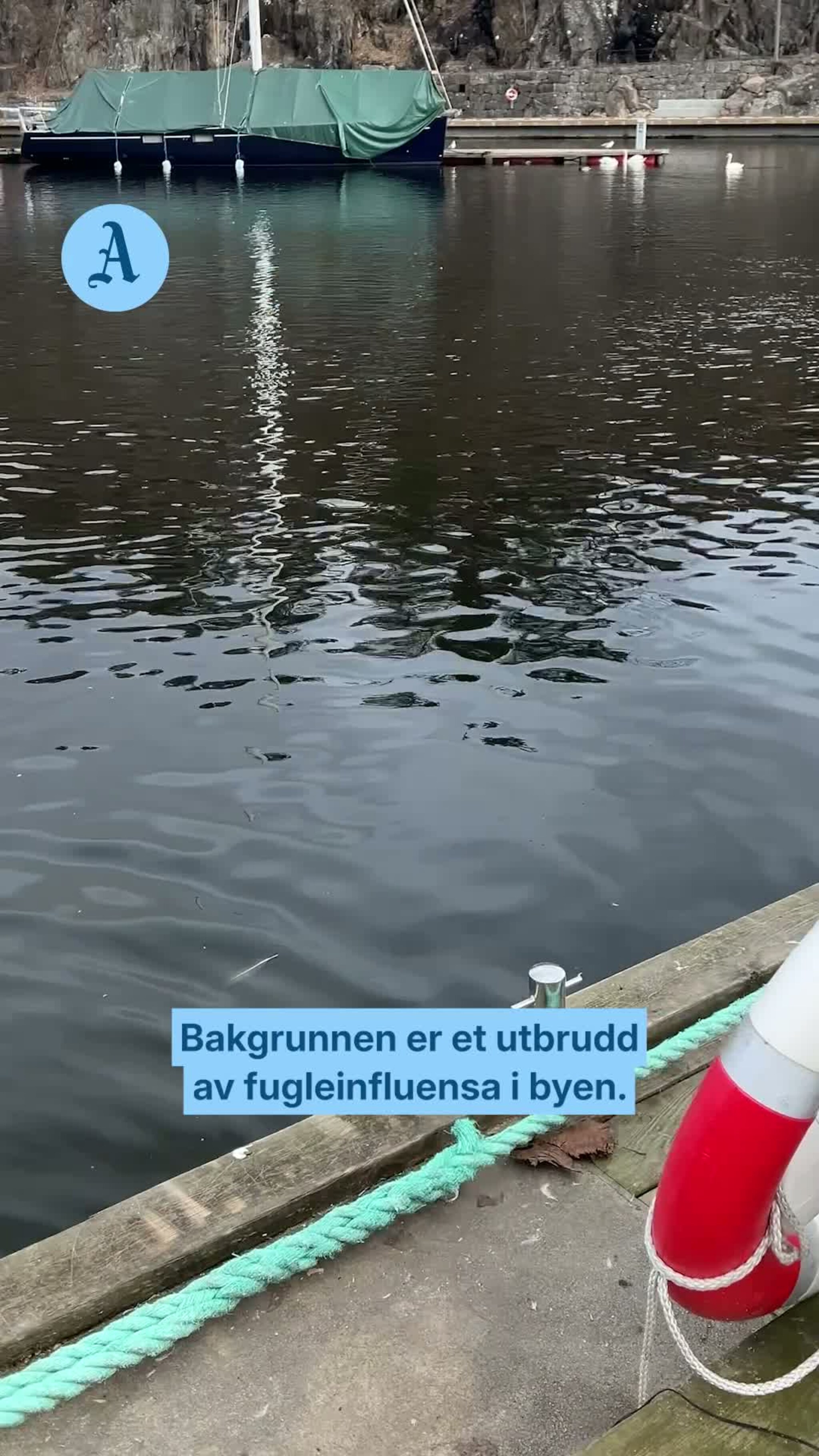 Varsler politianmeldelser dersom fugler blir matet