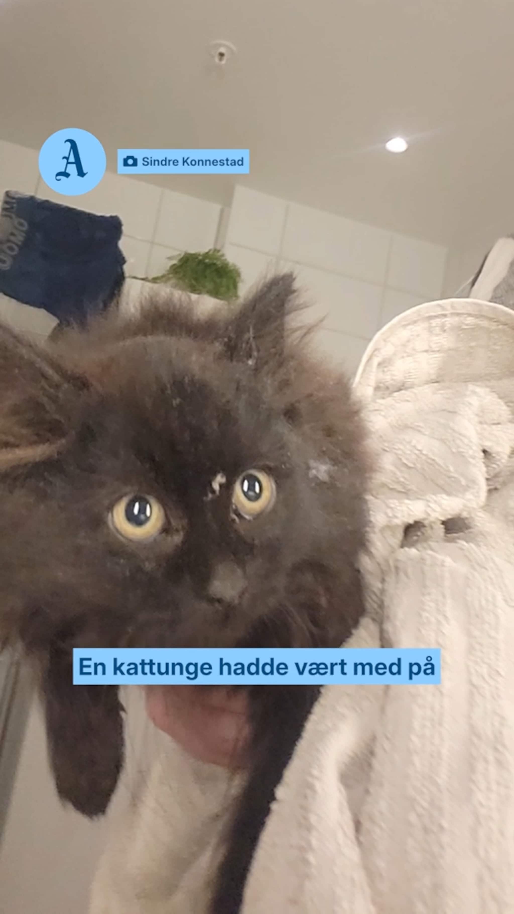 Blindpassasjer i motoren