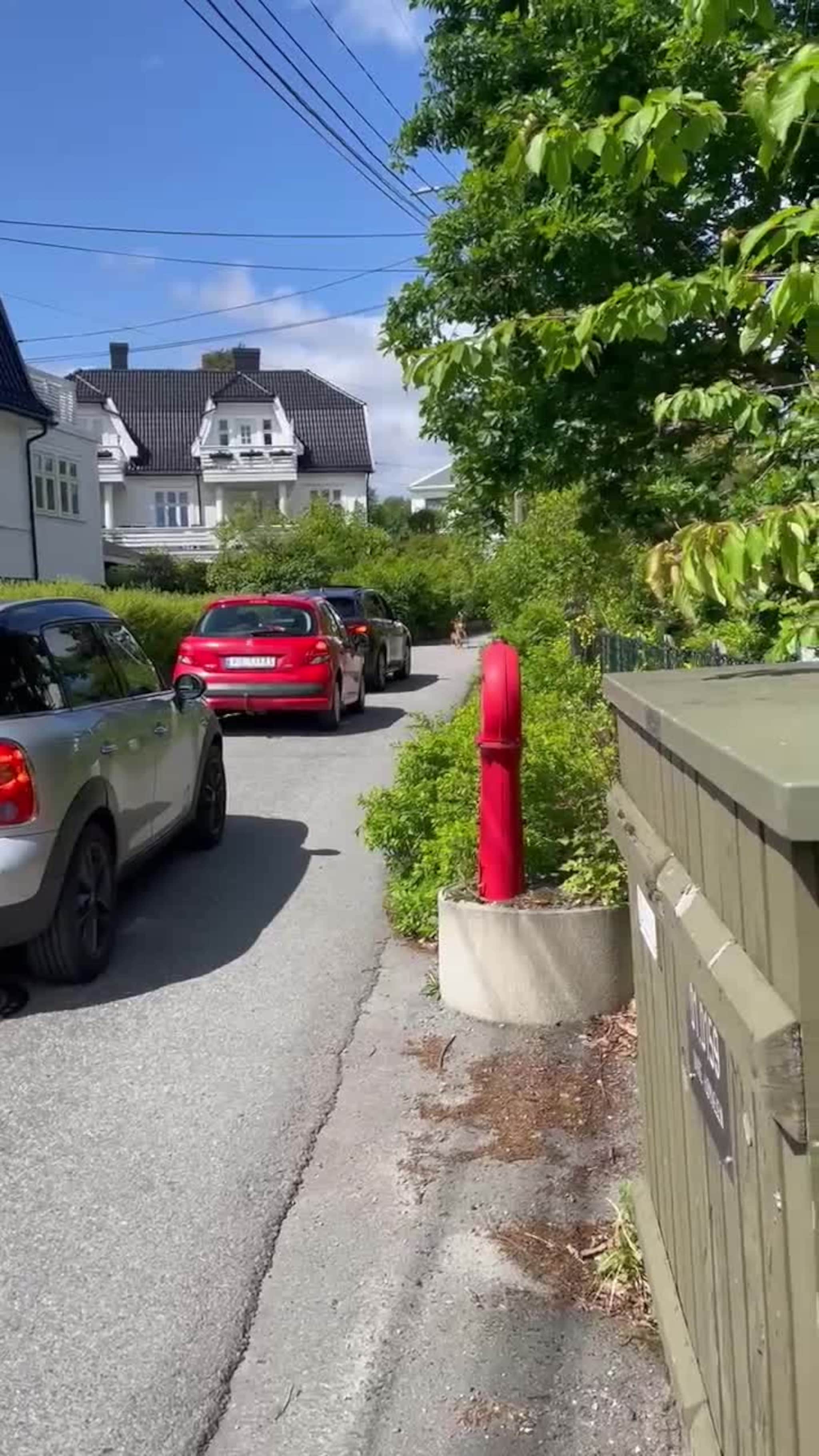 Rådyr på Høyveien