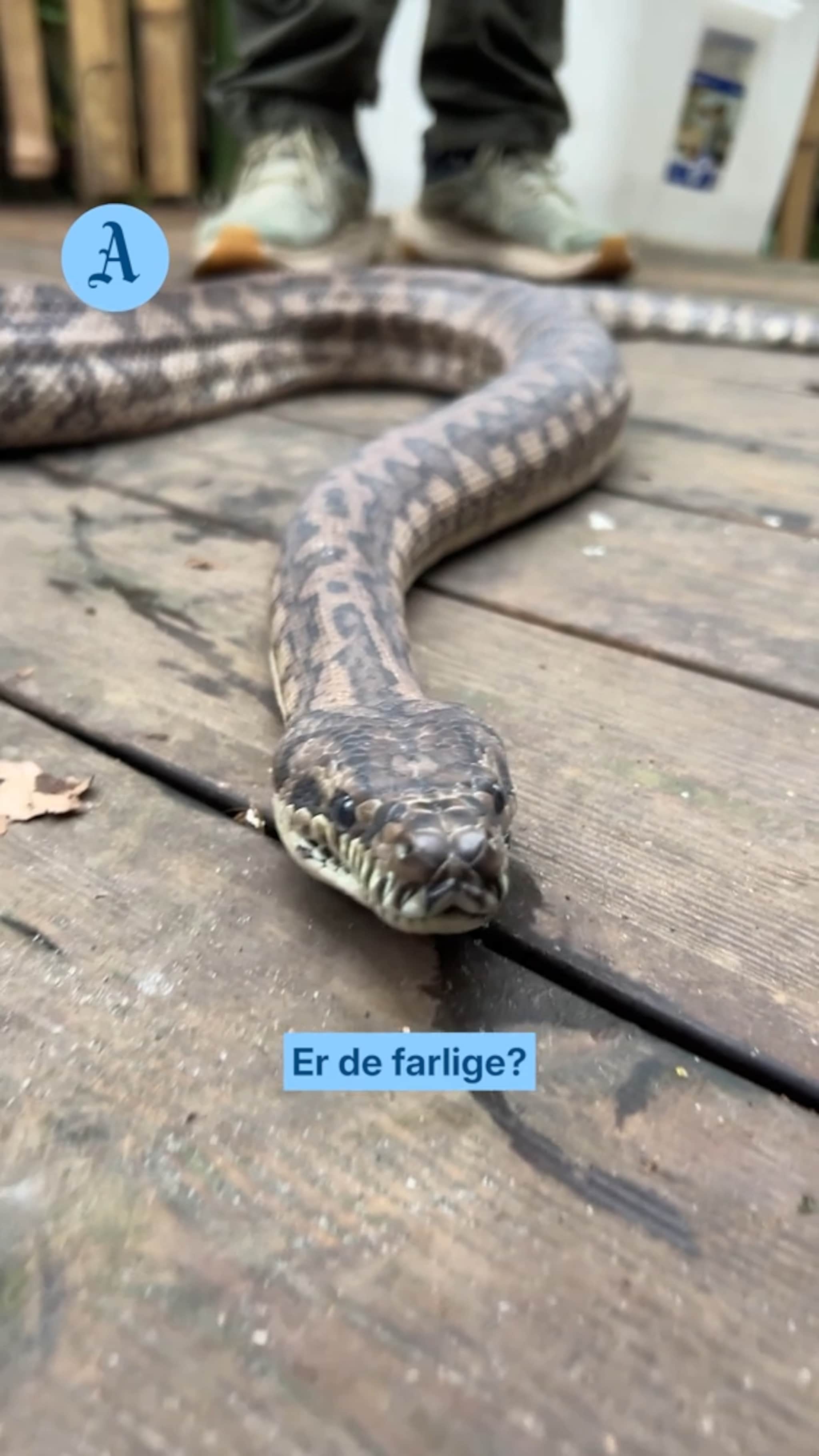 Slipper løs slangene