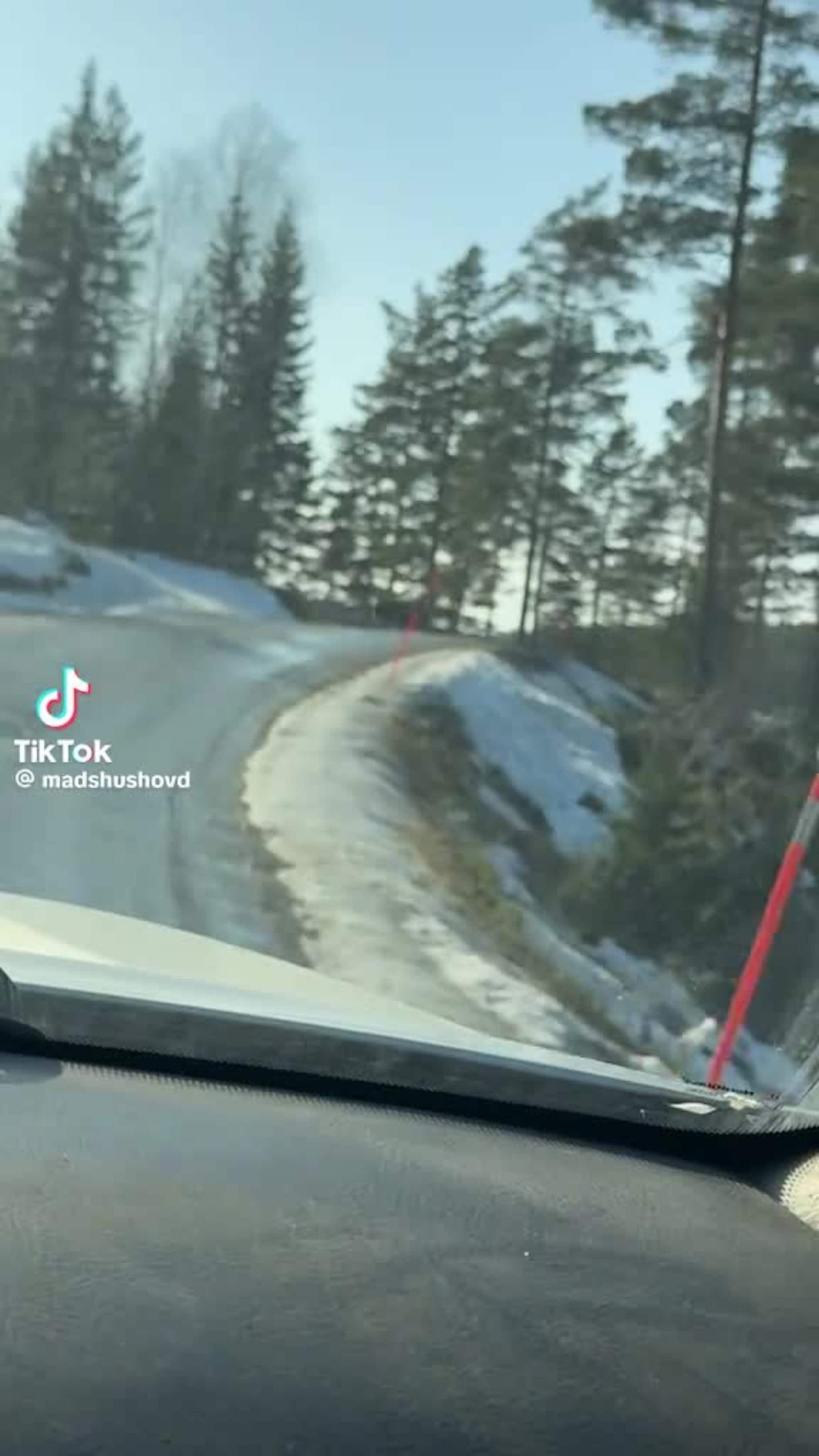 Elg sklir på isen