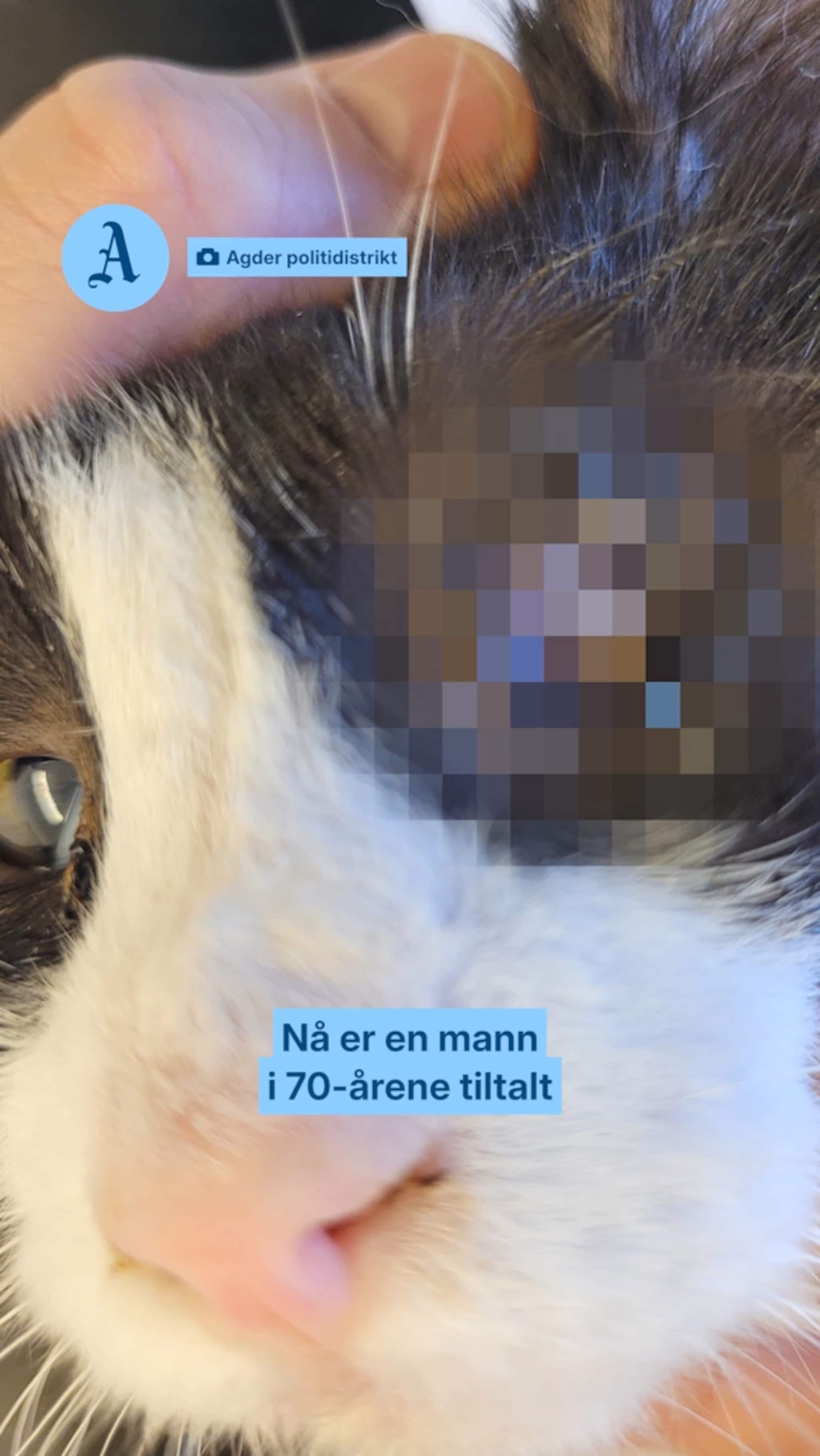 Fikk nabo til å skyte kattene