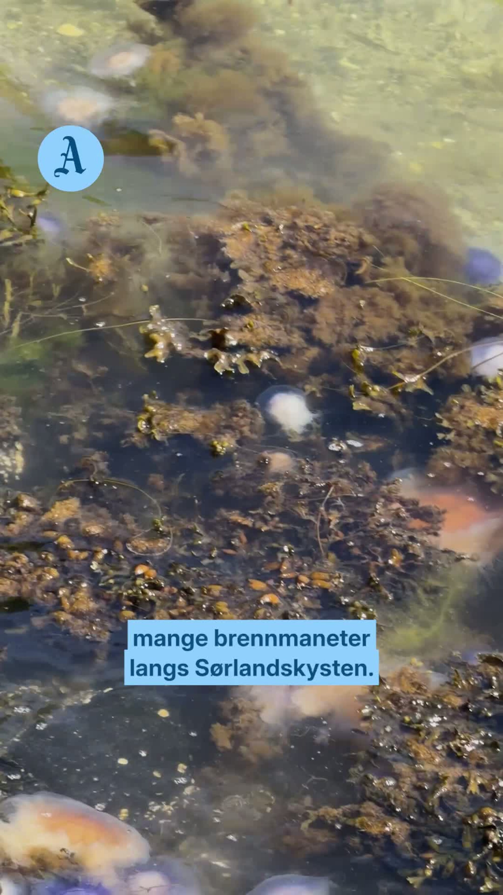 – Aldri sett så mange