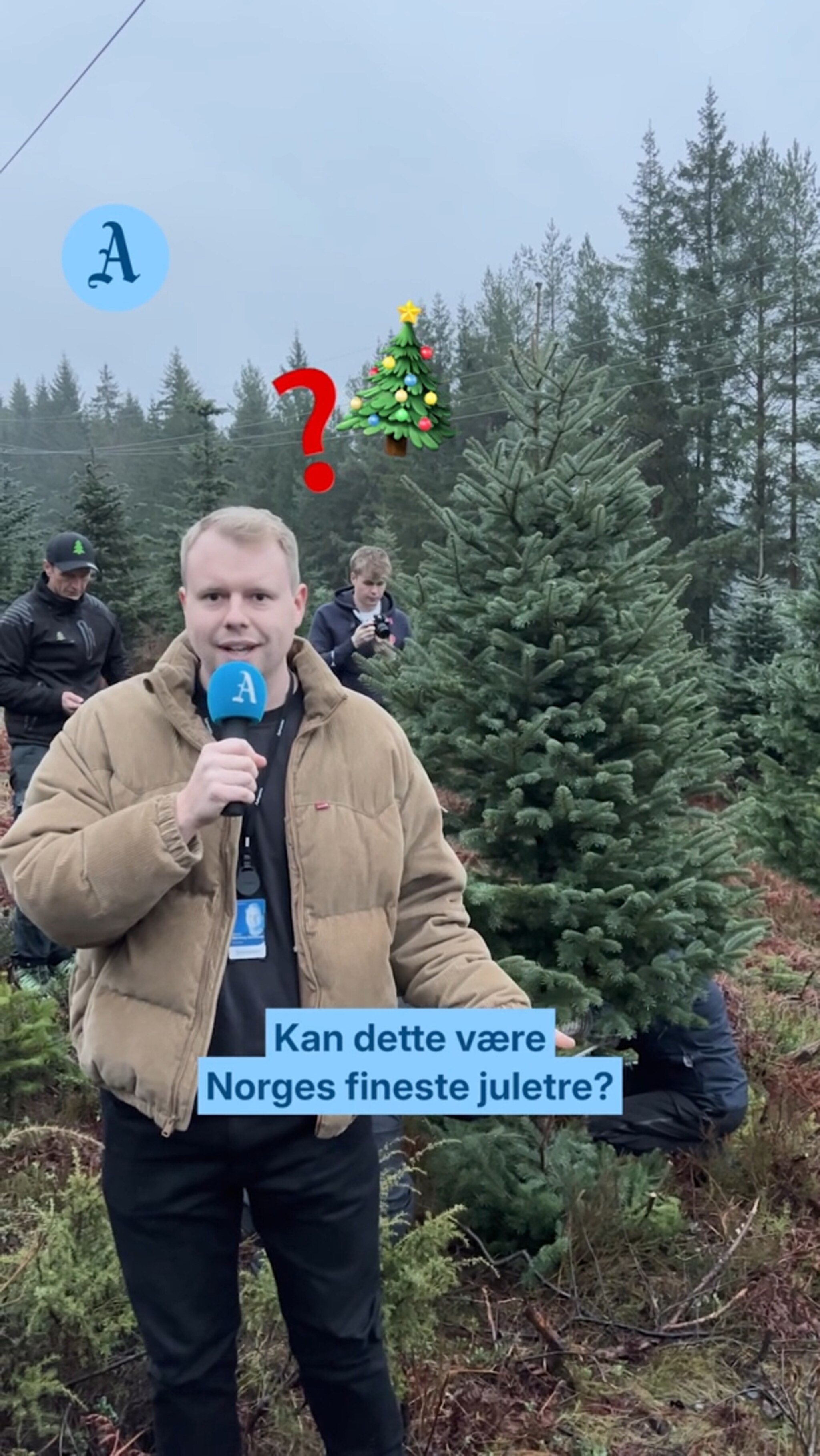 Kan bli Norges fineste juletre