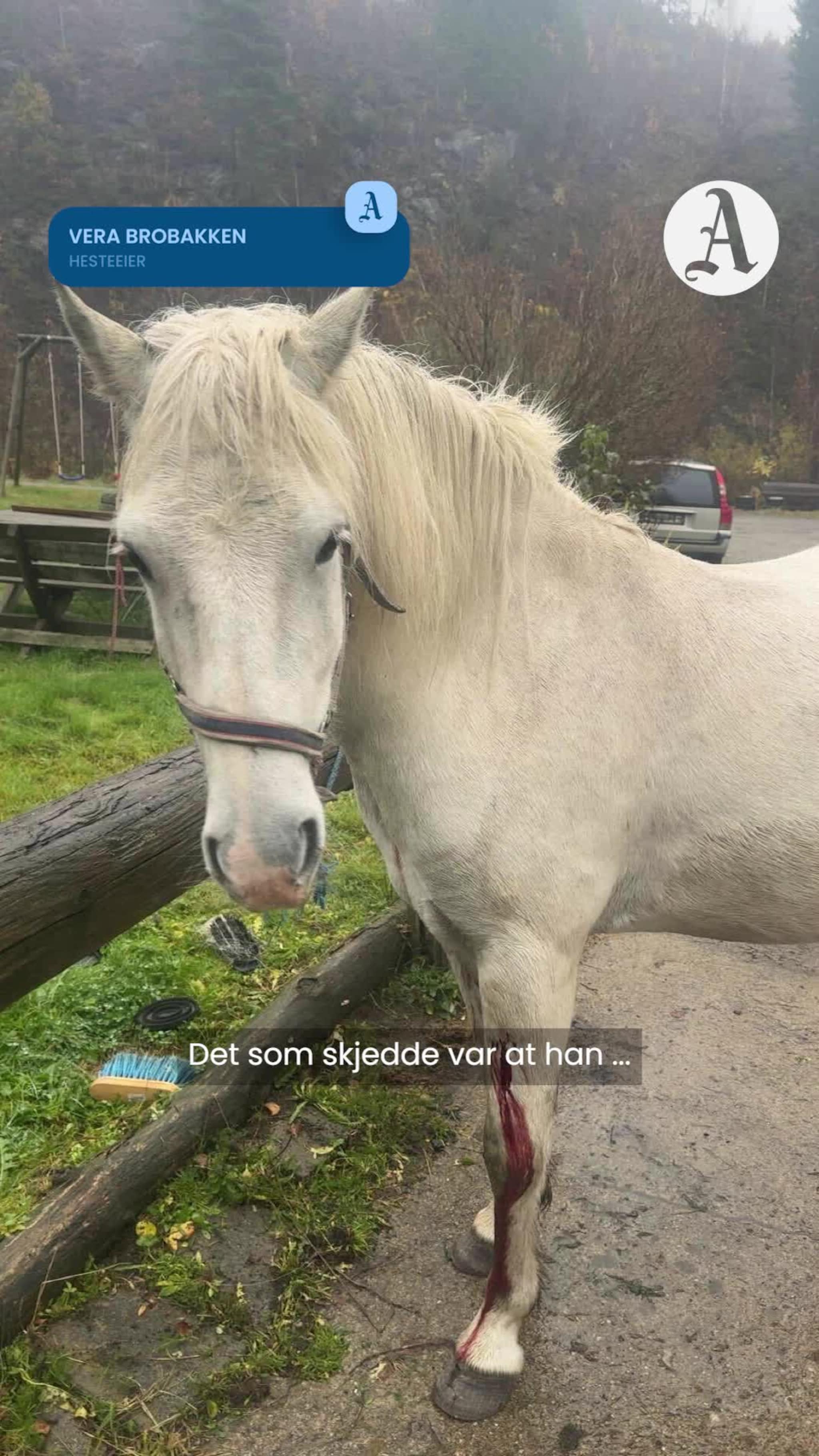 Hesten knuste bilen