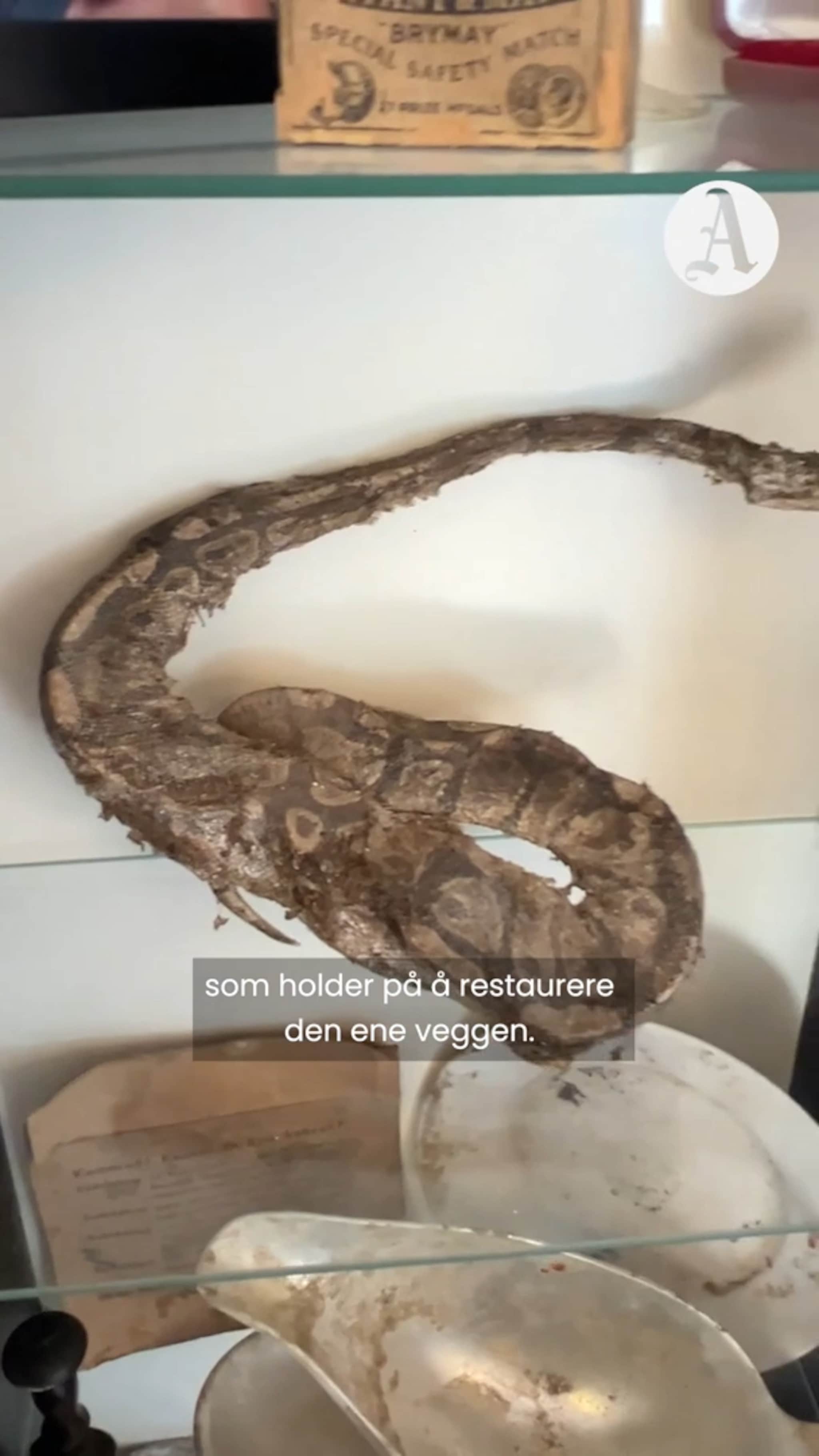 Fant slangen etter 14 år