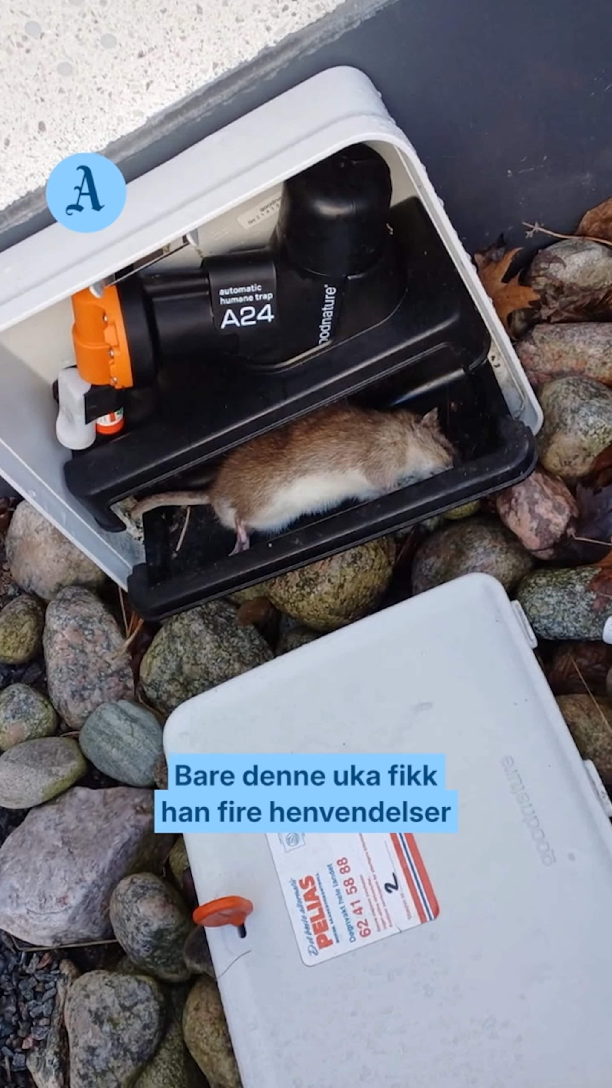 Skadedyrene invaderer Agder