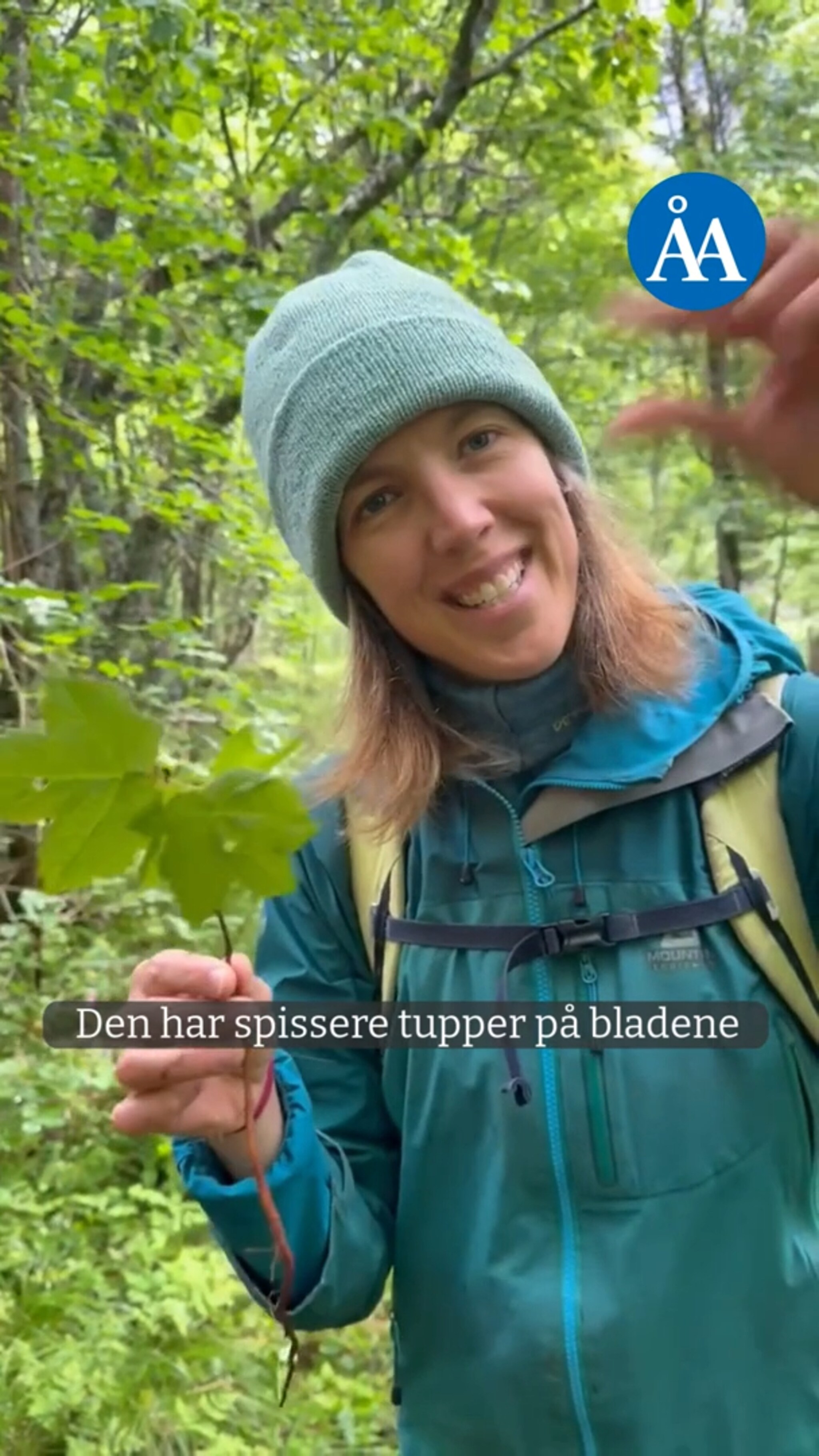 Rydder området for platanlønn