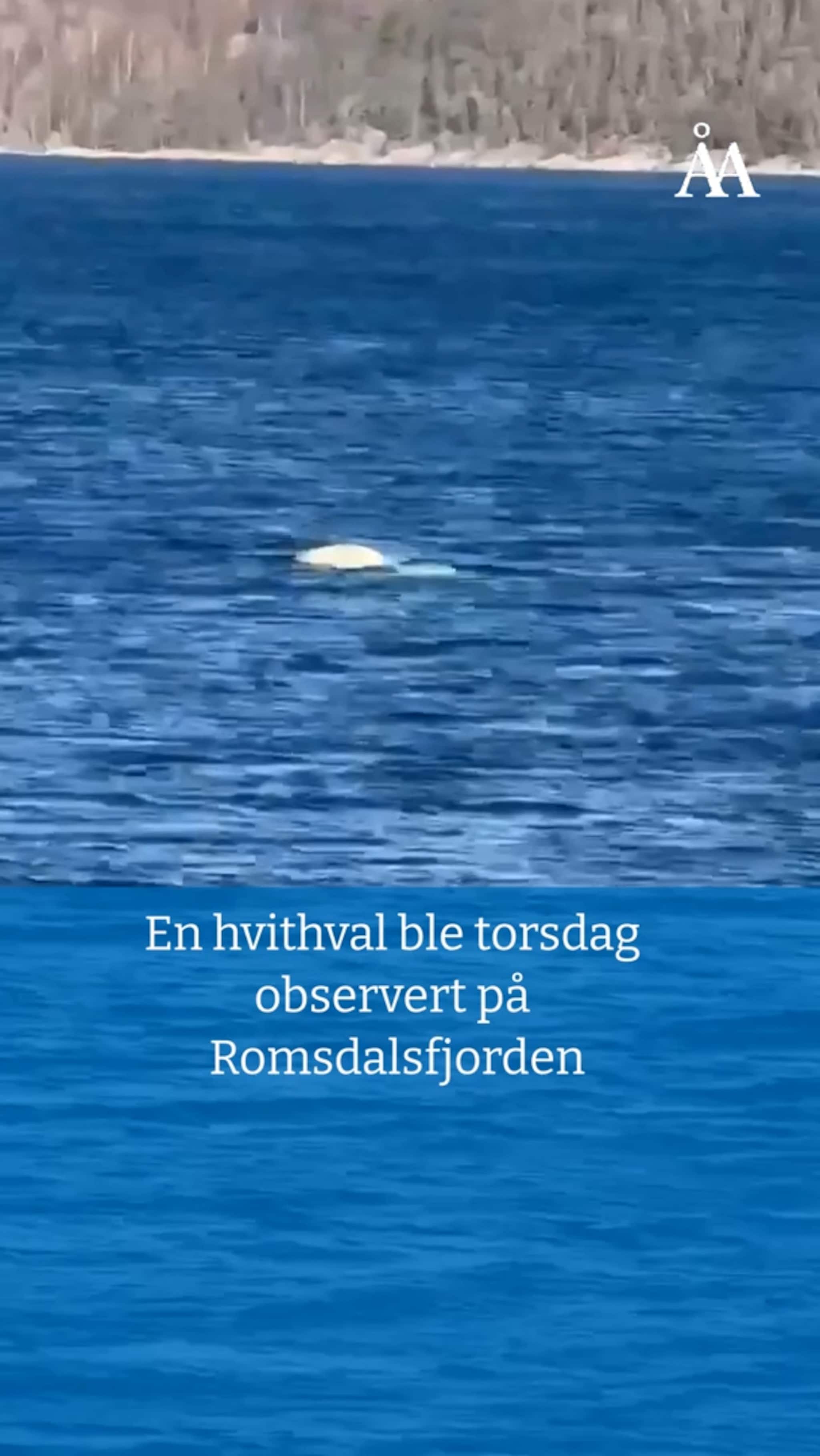 Hvithval på Romsdalsfjorden