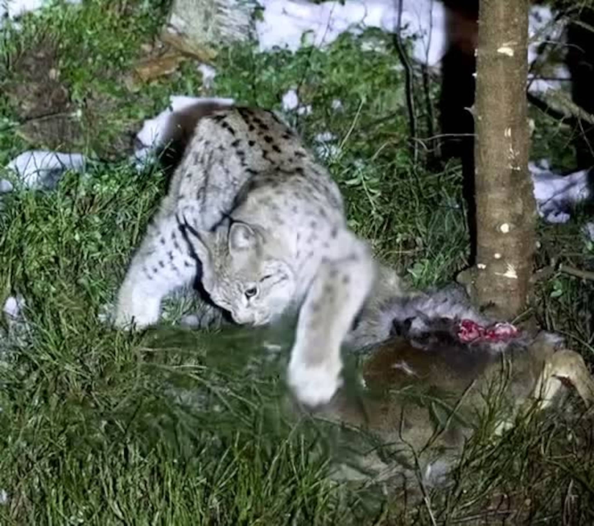 Gaupe filmet fra stuevindu