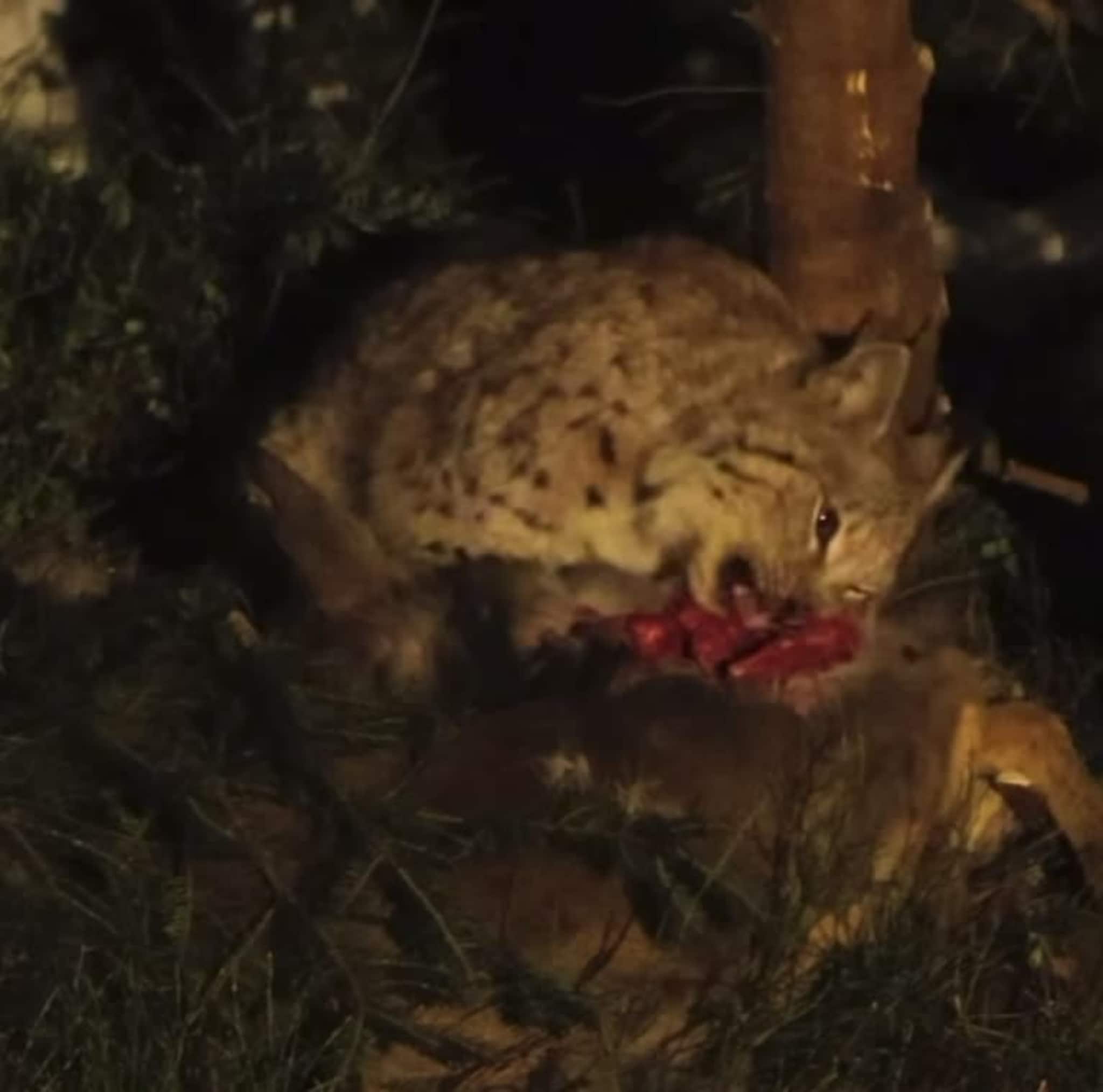 Gaupa kapret på film