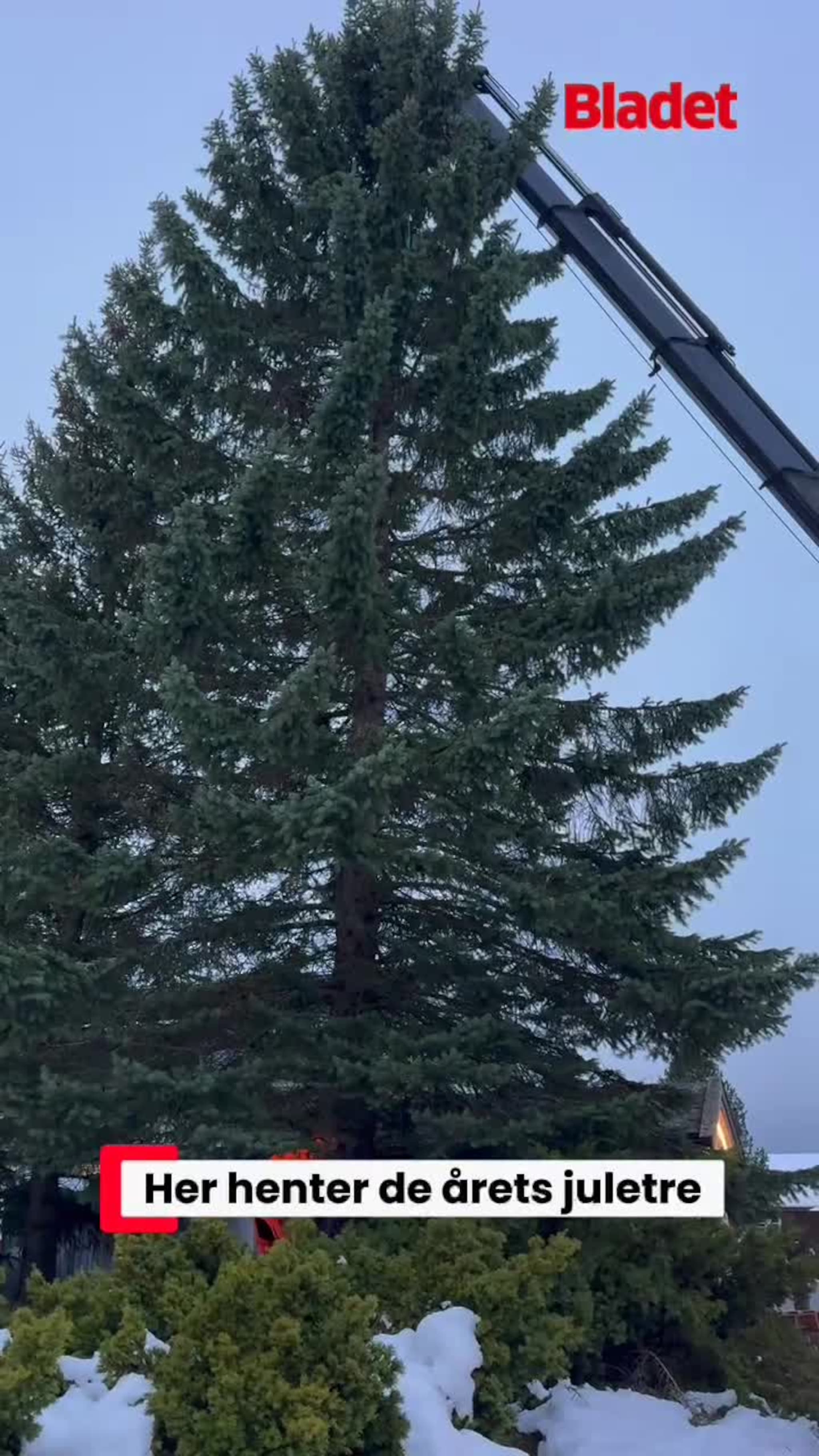 Her svever juletreet