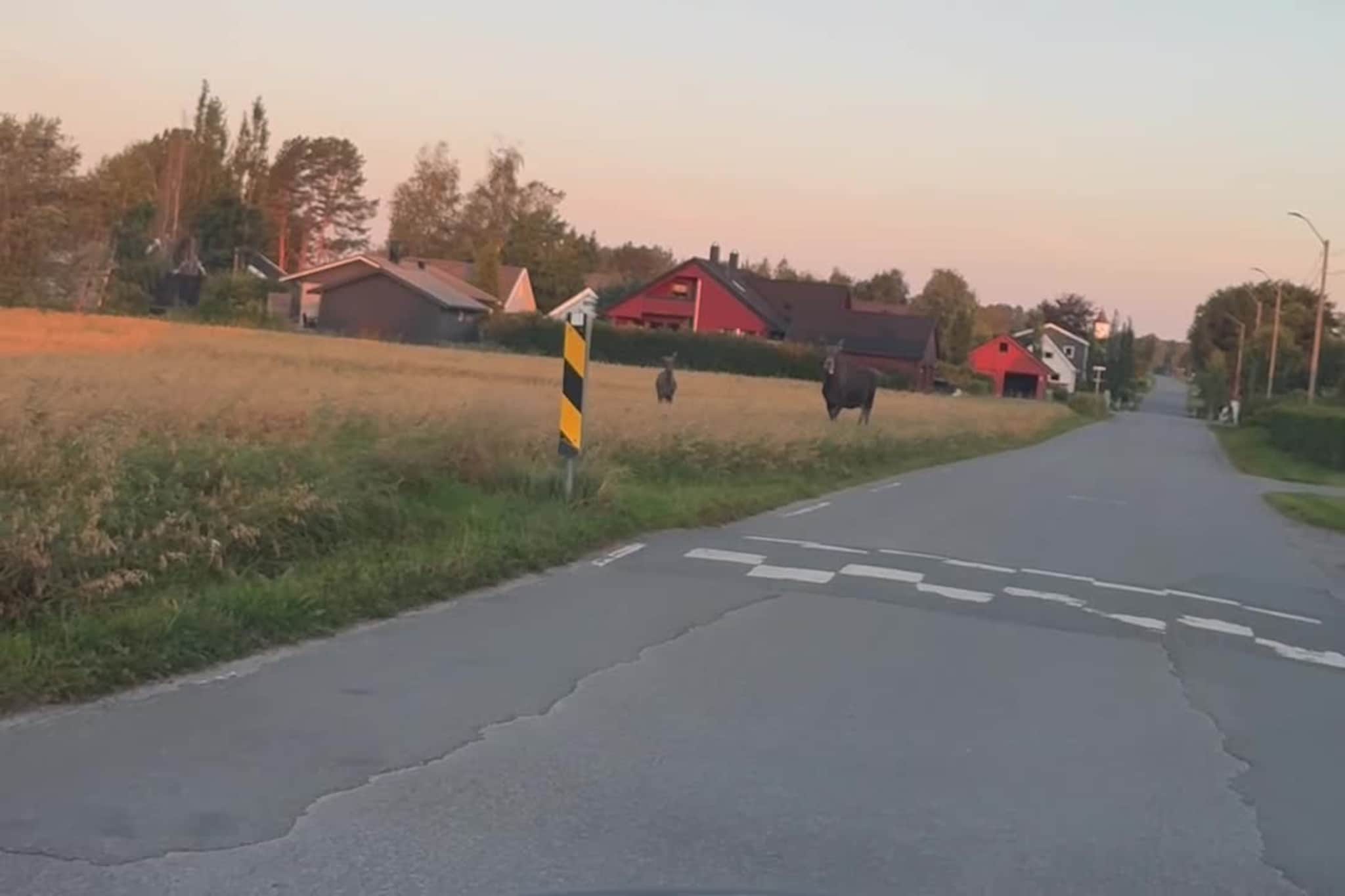 Møte med stor elg i Stjørdal