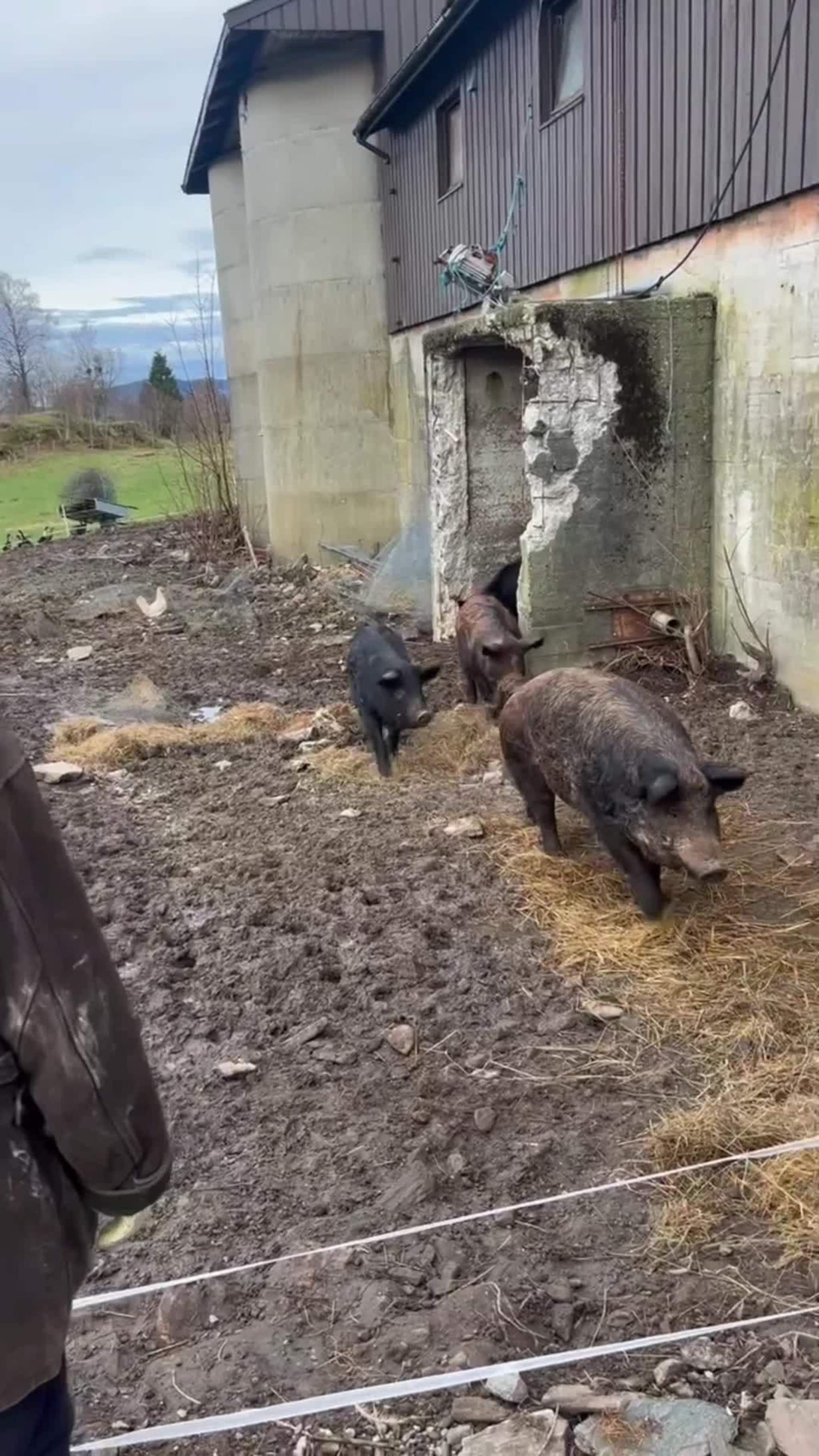 Hest og grisar på Soltun besøksgard