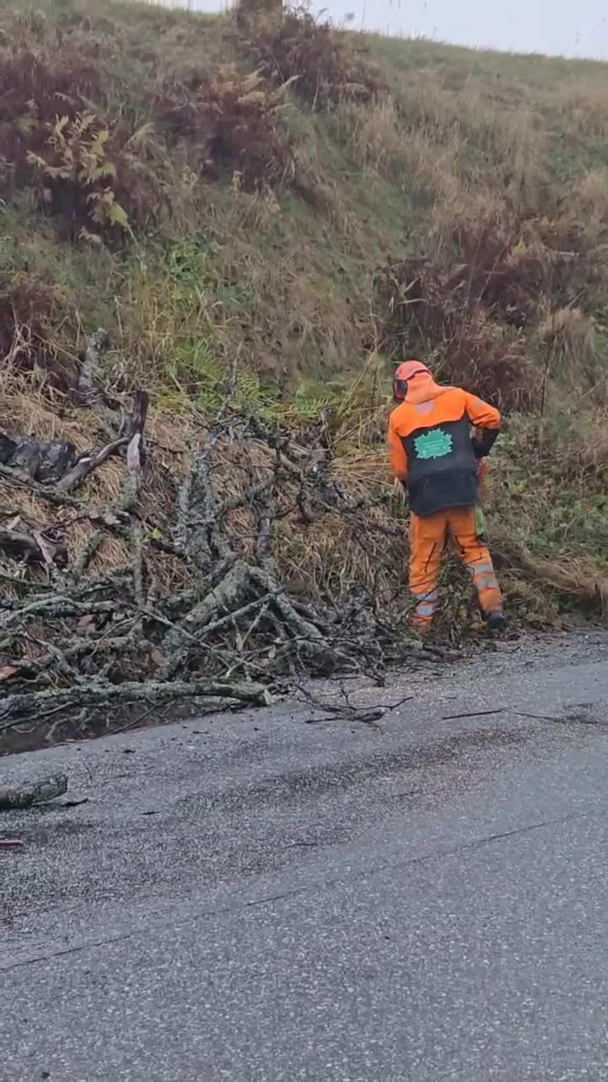 Nå ryker de veltede trærne
