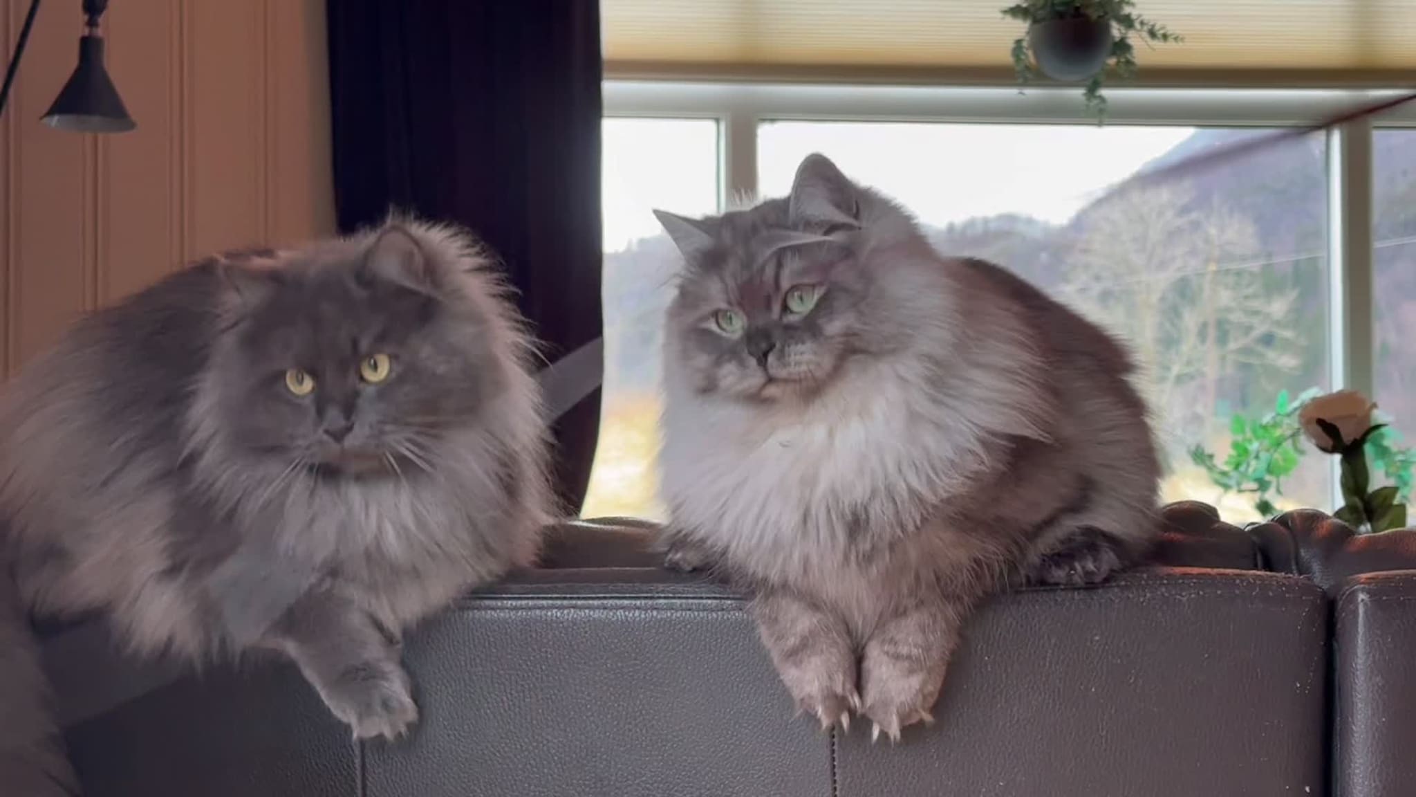 – Vi er crazy cat people. Men vi skulle jo bare ha én