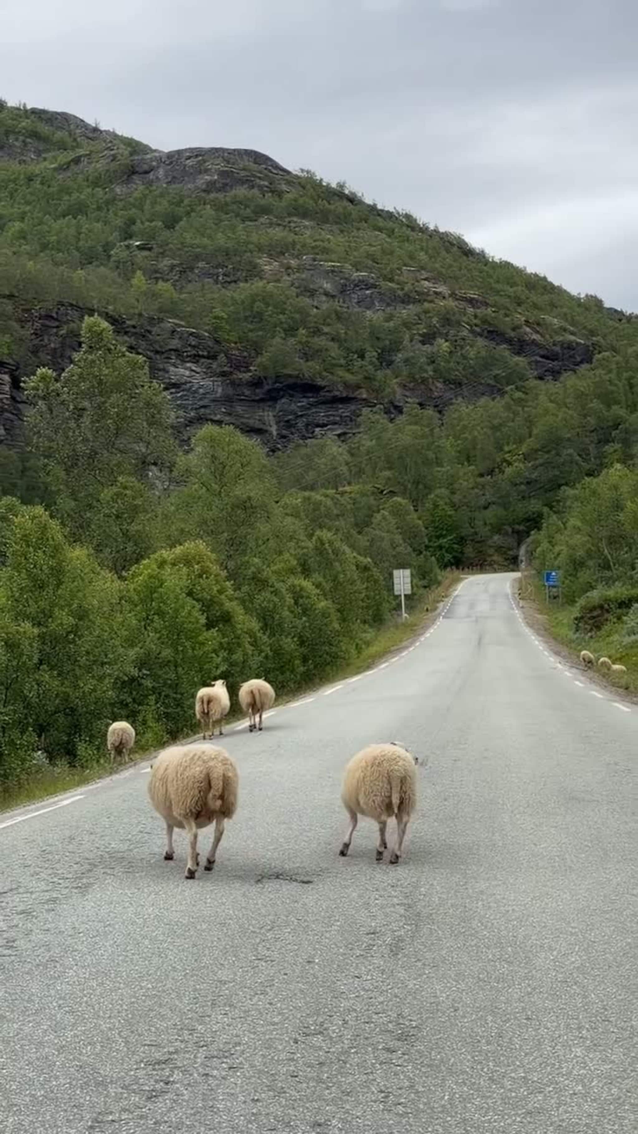 Sauer i Aurlandsdalen