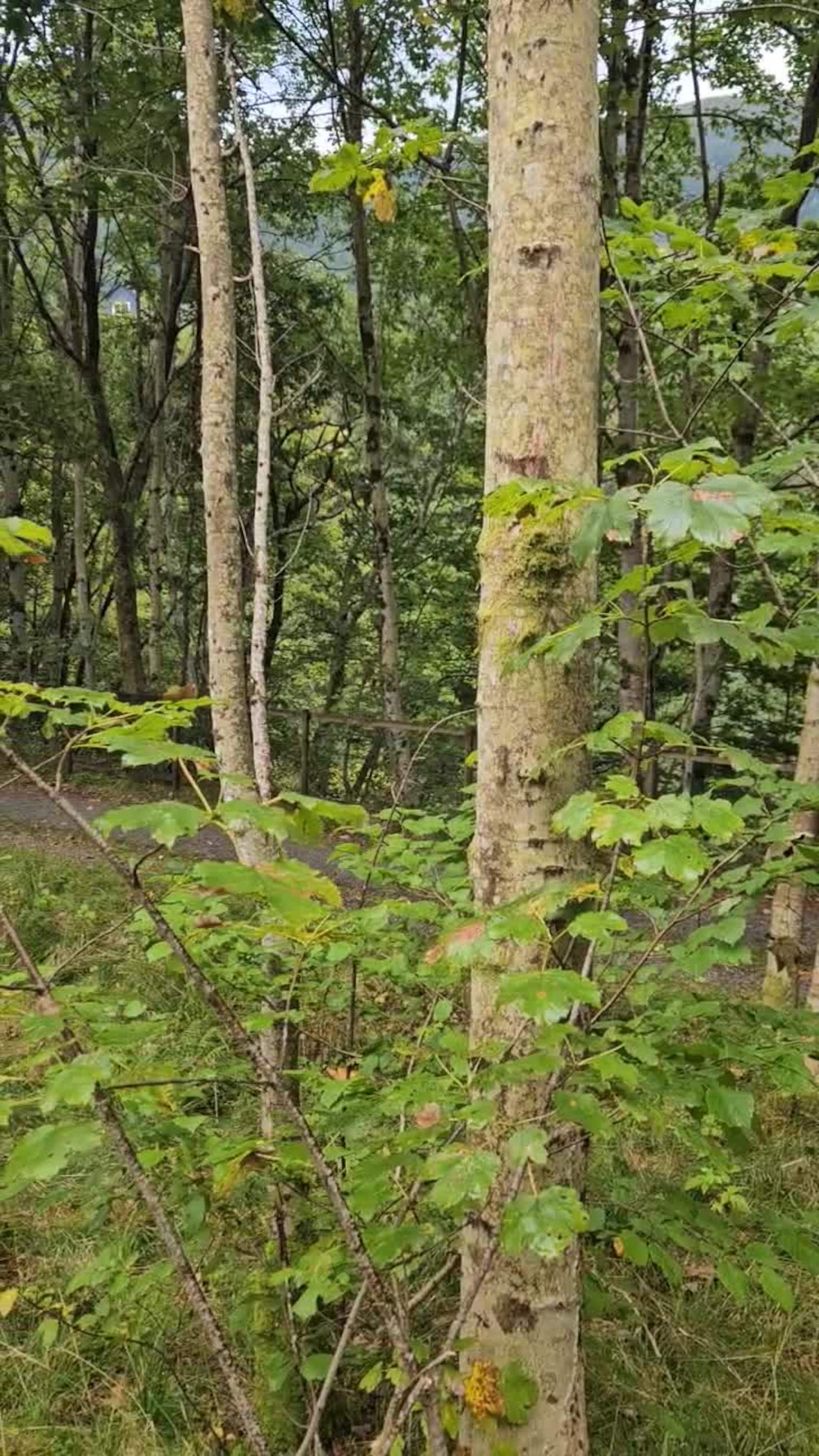 Skogen måtte vike bak Toro-fabrikken