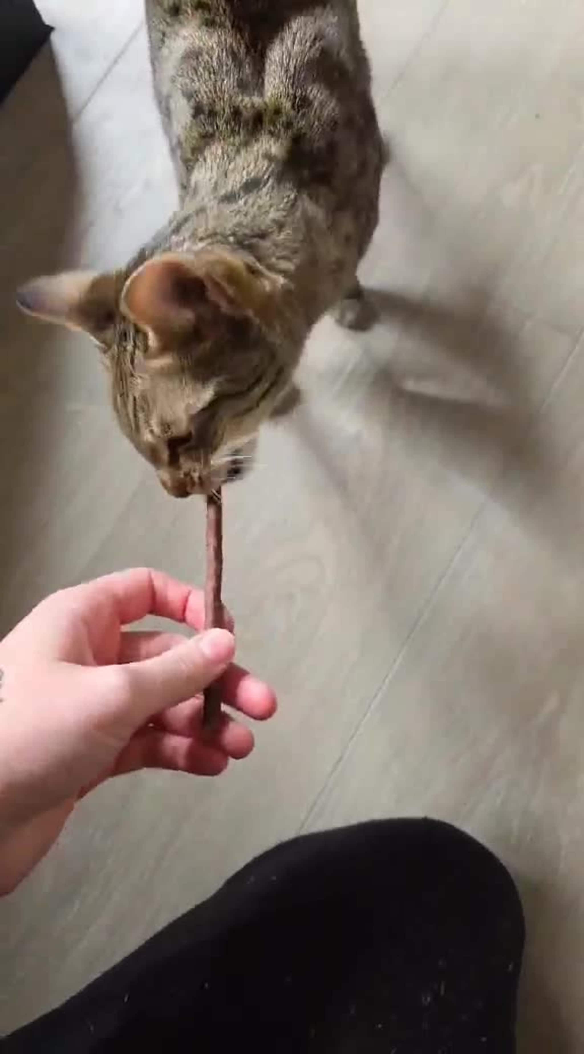 Naira gumler i seg kattesnop