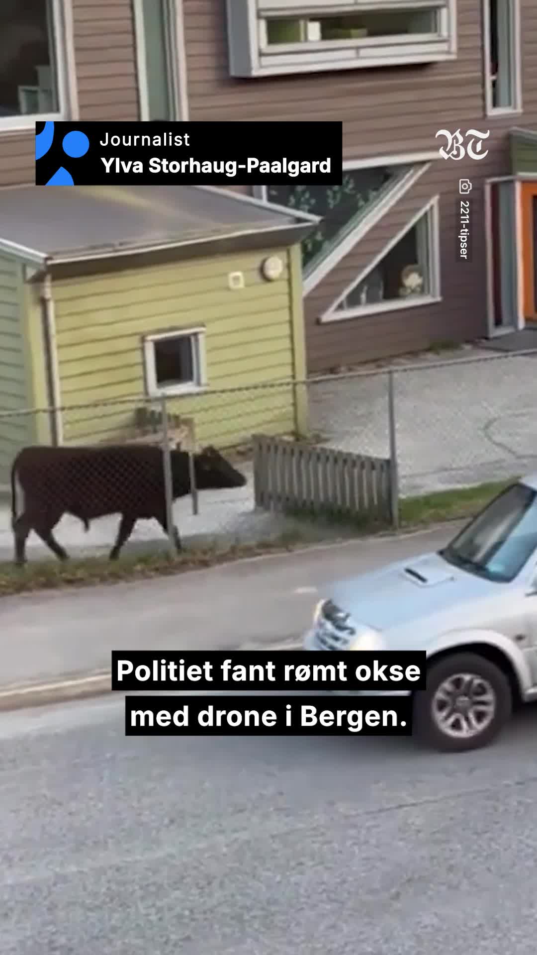 Forhåndsvisning av Rømt okse måtte skytes