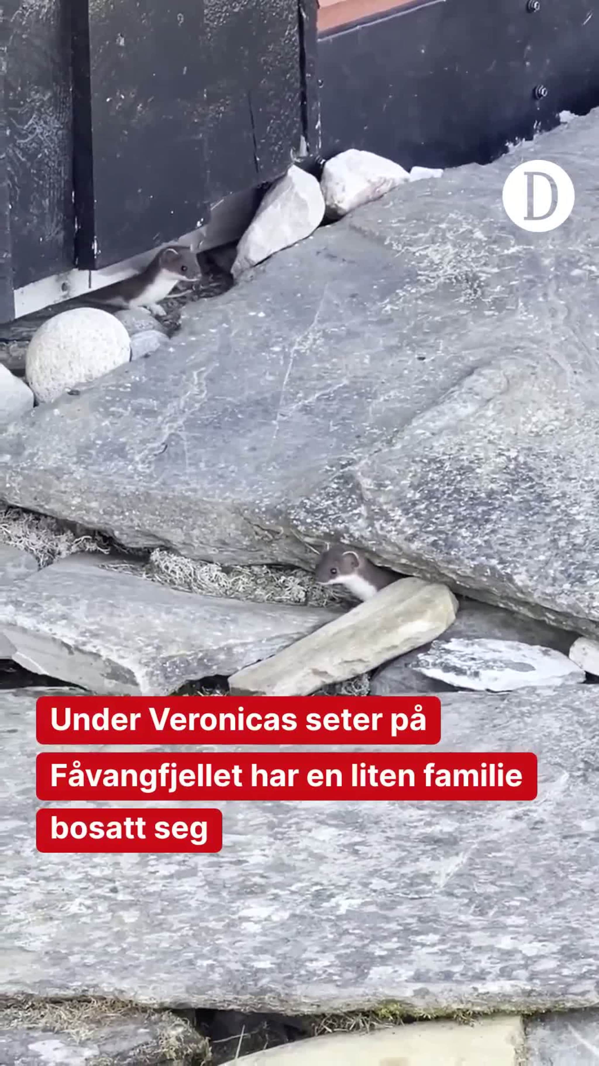Røyskattfamilie på Veronicas seter
