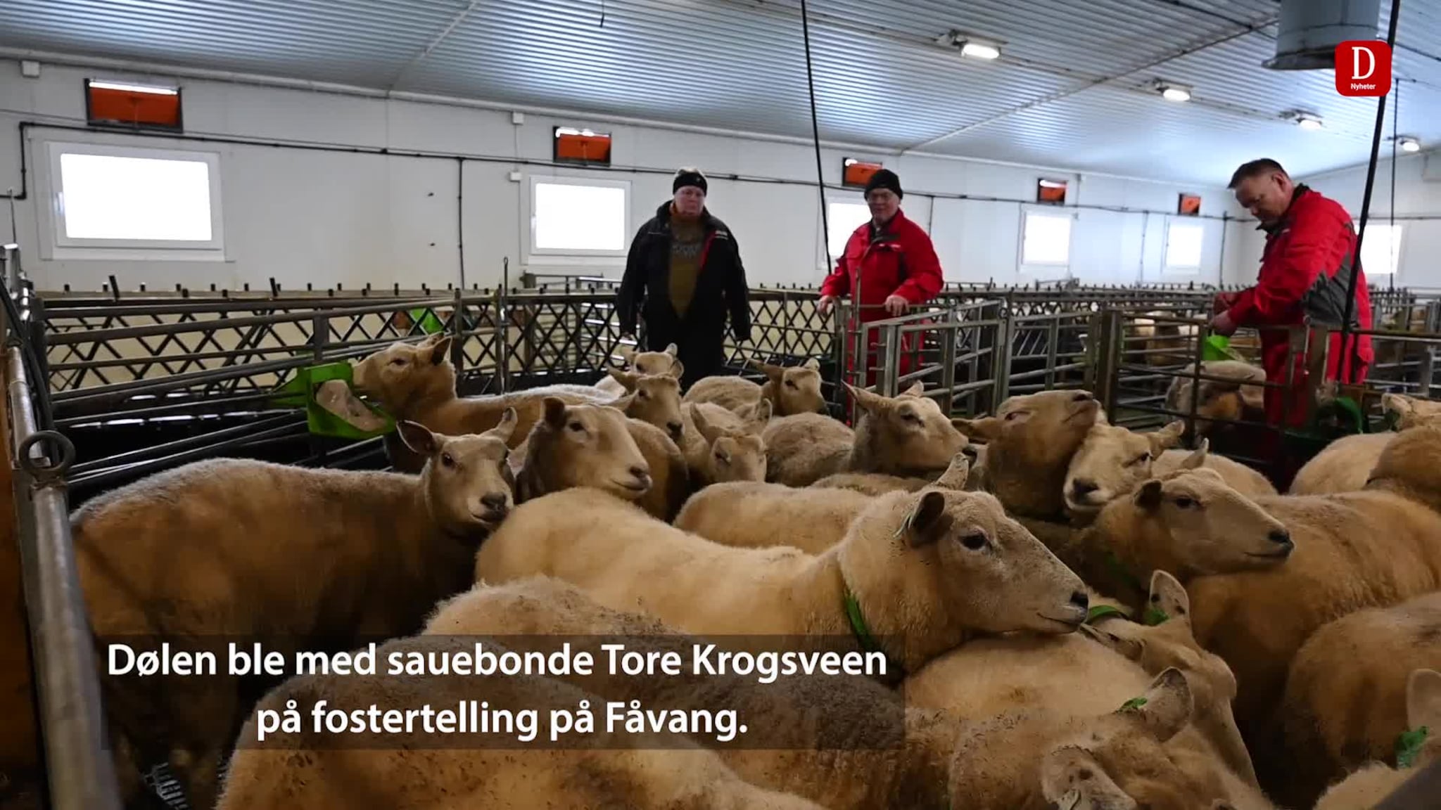 Her får sauebonden seg en skikkelig overraskelse: - FEM?!