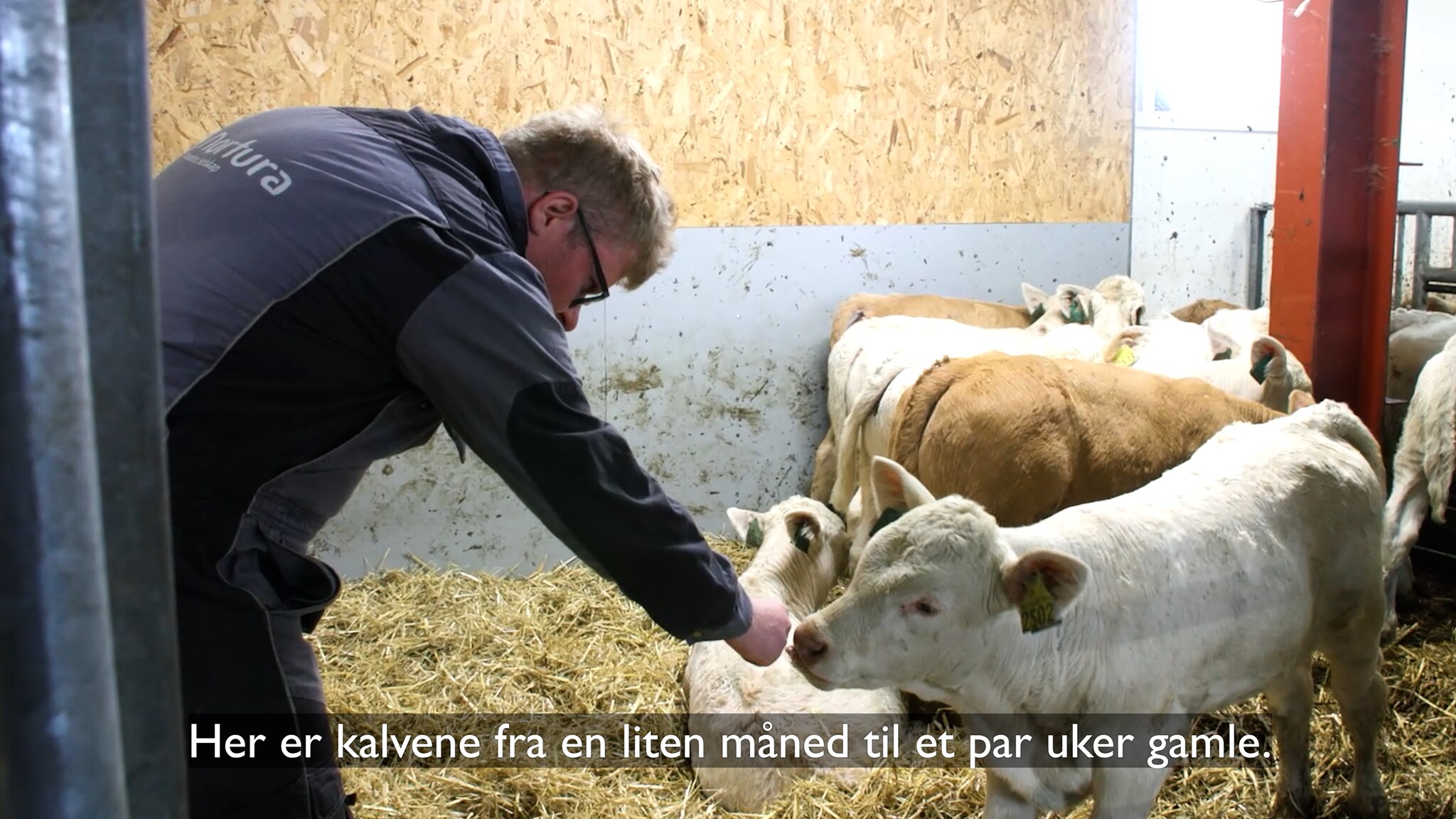 Her er de i full gang med kalvinga