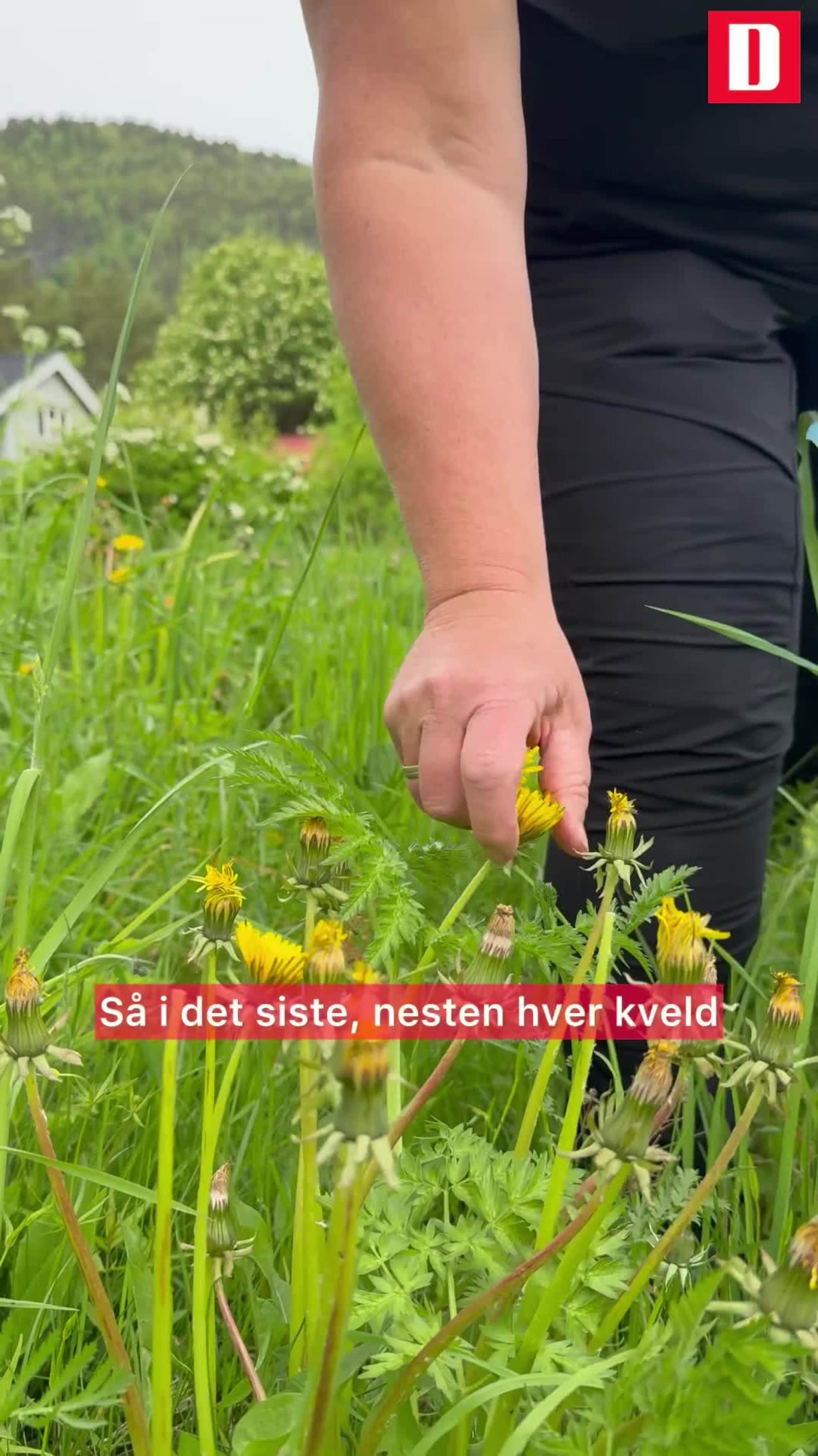 365 dager med solskinn i en krukke: Slik lager du løvetanngelé